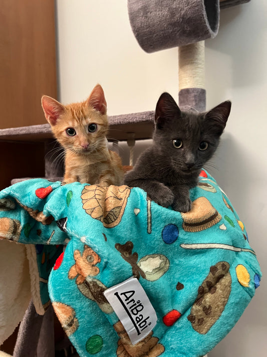 Gatos felices en casa junto a sus dueños