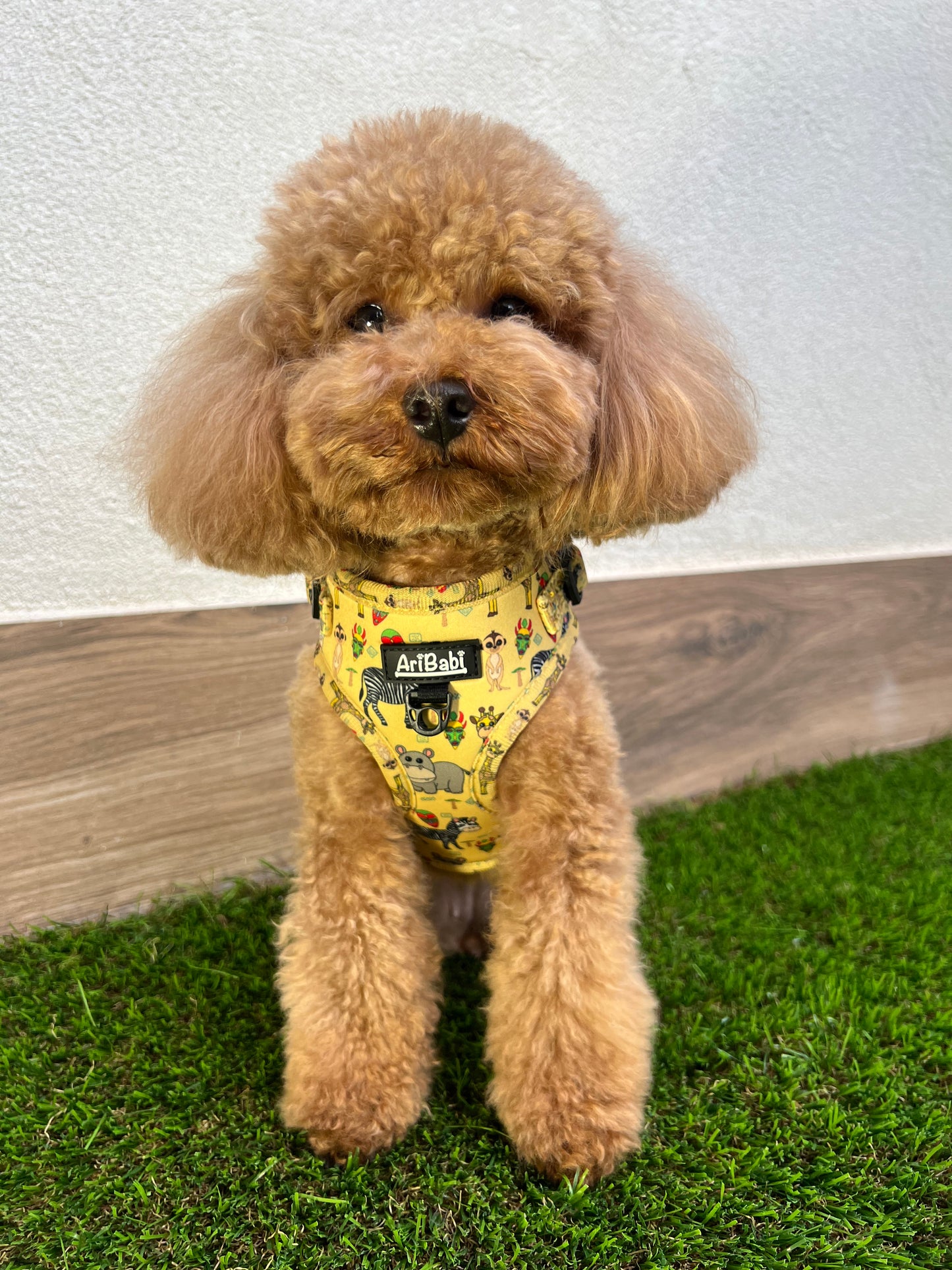 Arnes perro pequeño