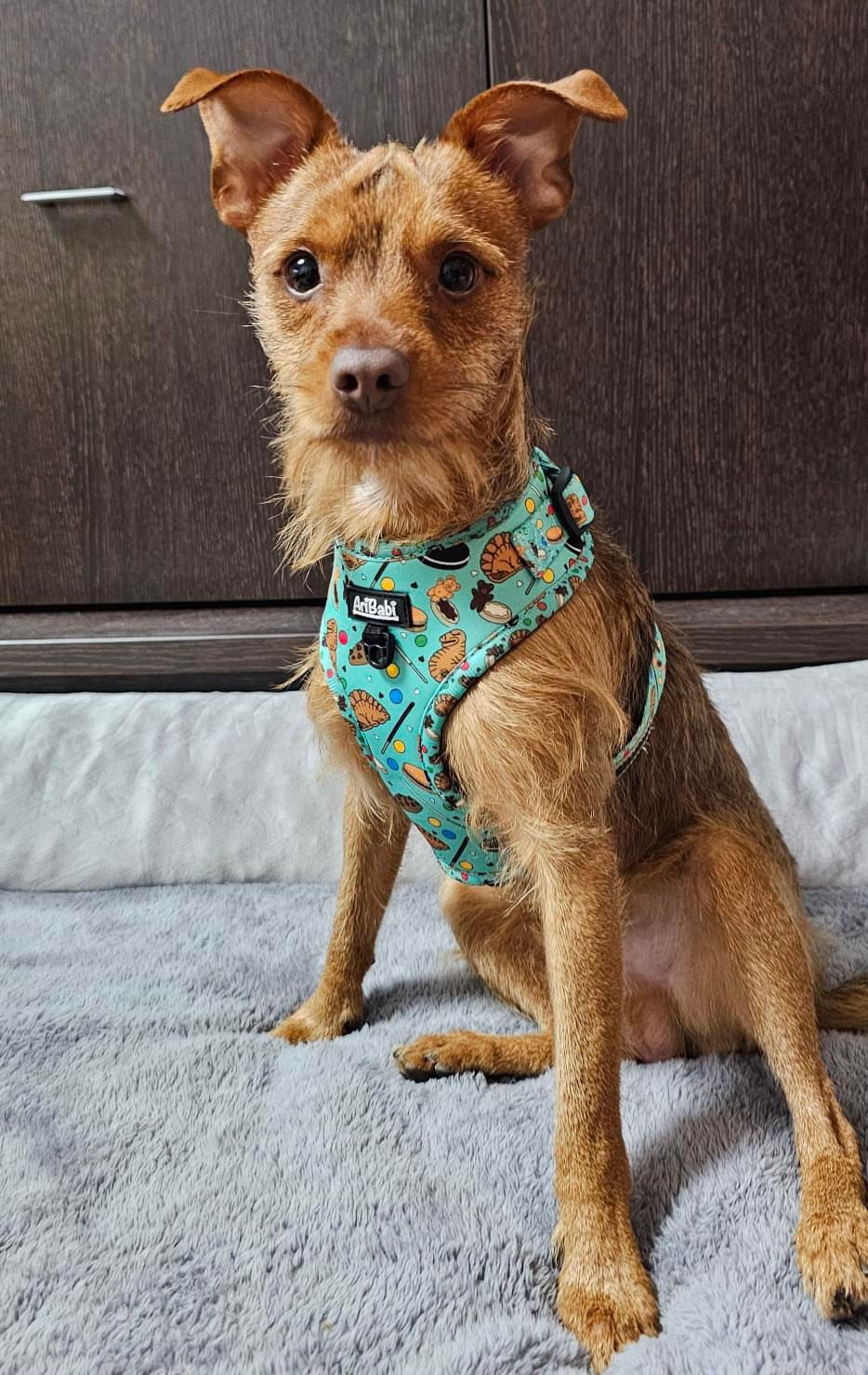 Arnés ajustable para perro mediano marca Aribabi.