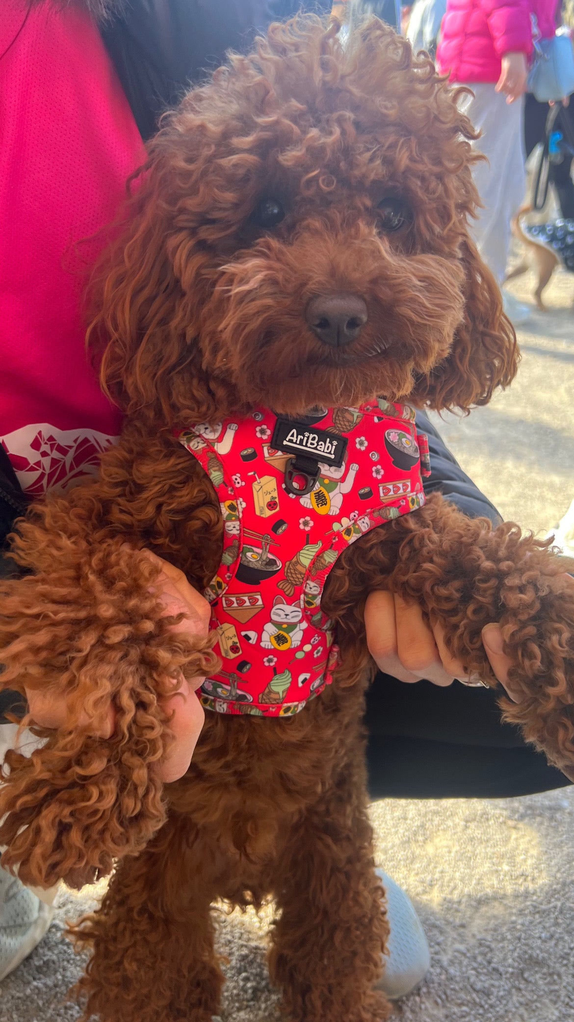 Perro caniche con arnés ajustable marca AriBabi color rojo con estampado asiático, colección Tokio.