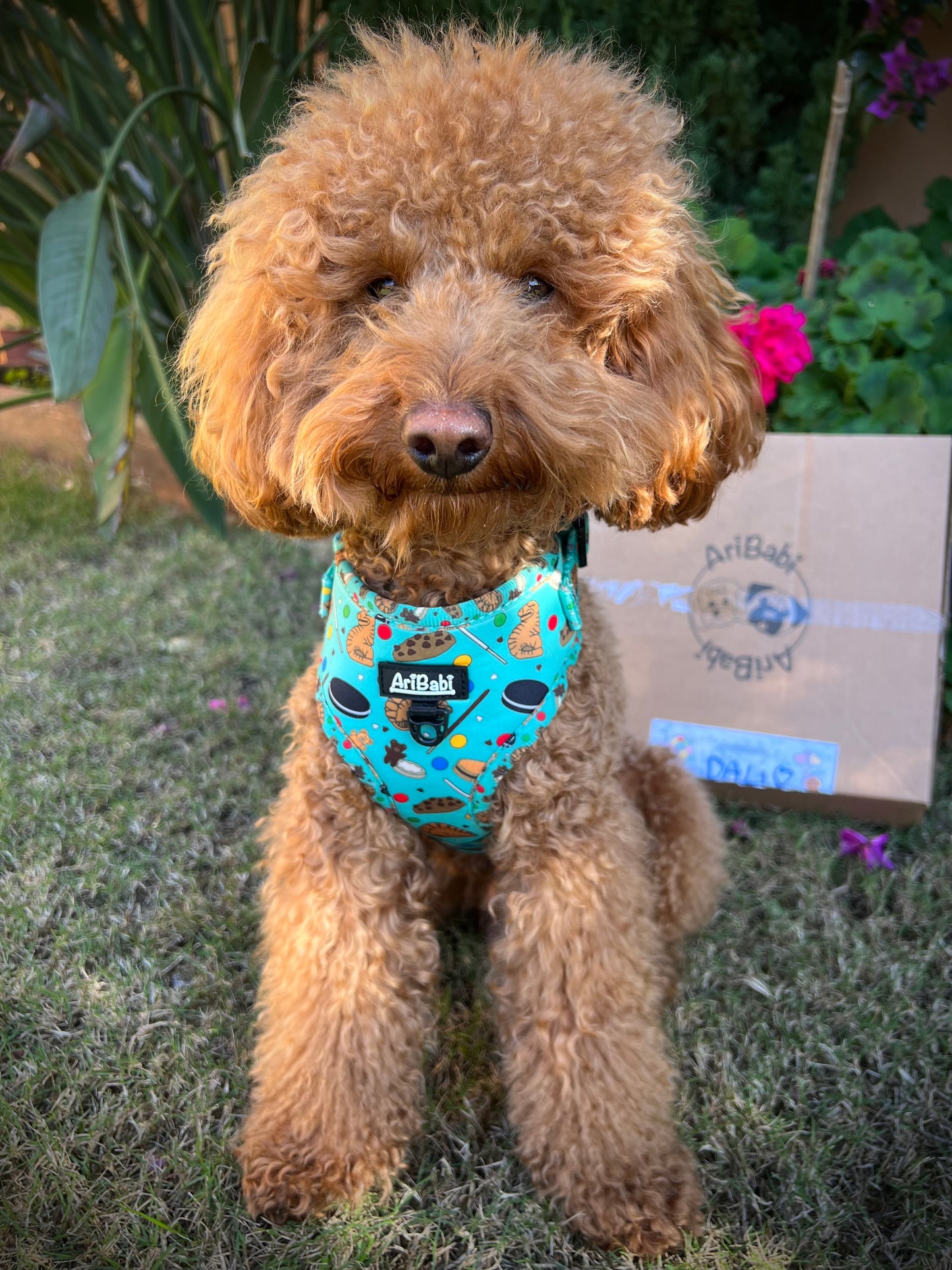 Perro caniche con arnés ajustable marca AriBabi color azul con estampado de galletas