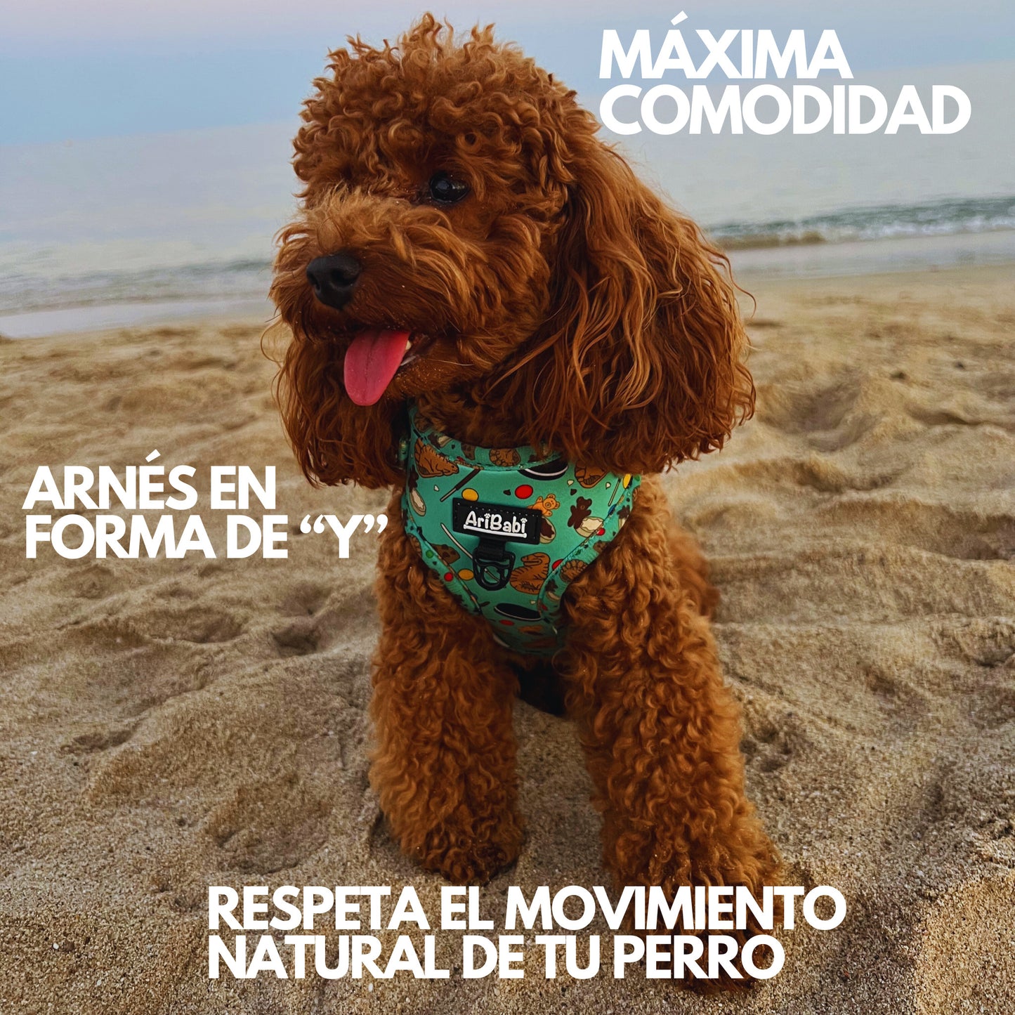 Perro caniche con el mejor arnés ajustable, marca AriBabi color verde con estampado de galletas