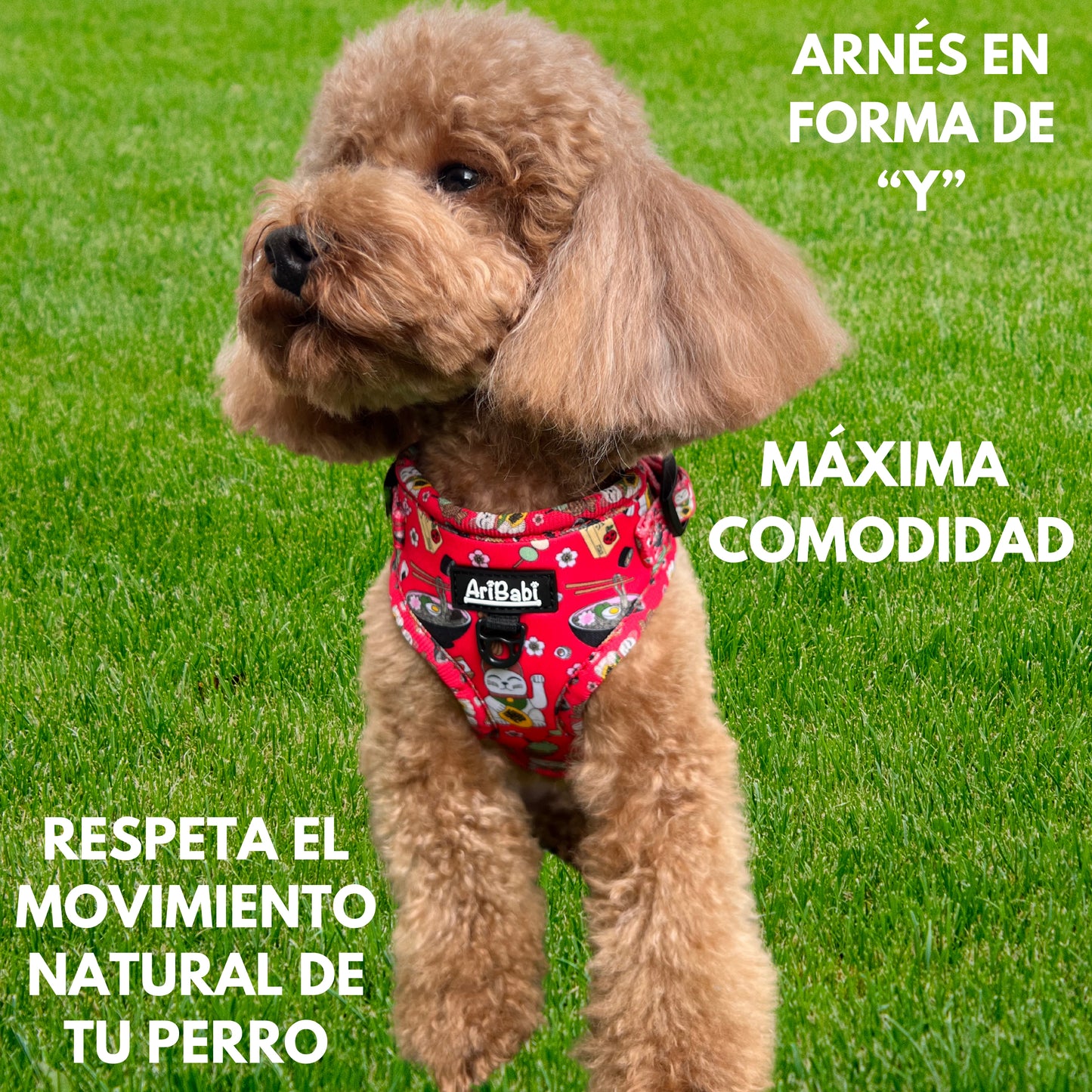 Perro caniche con arnés ajustable marca AriBabi color rojo con estampado asiático. Beneficios del arnés.