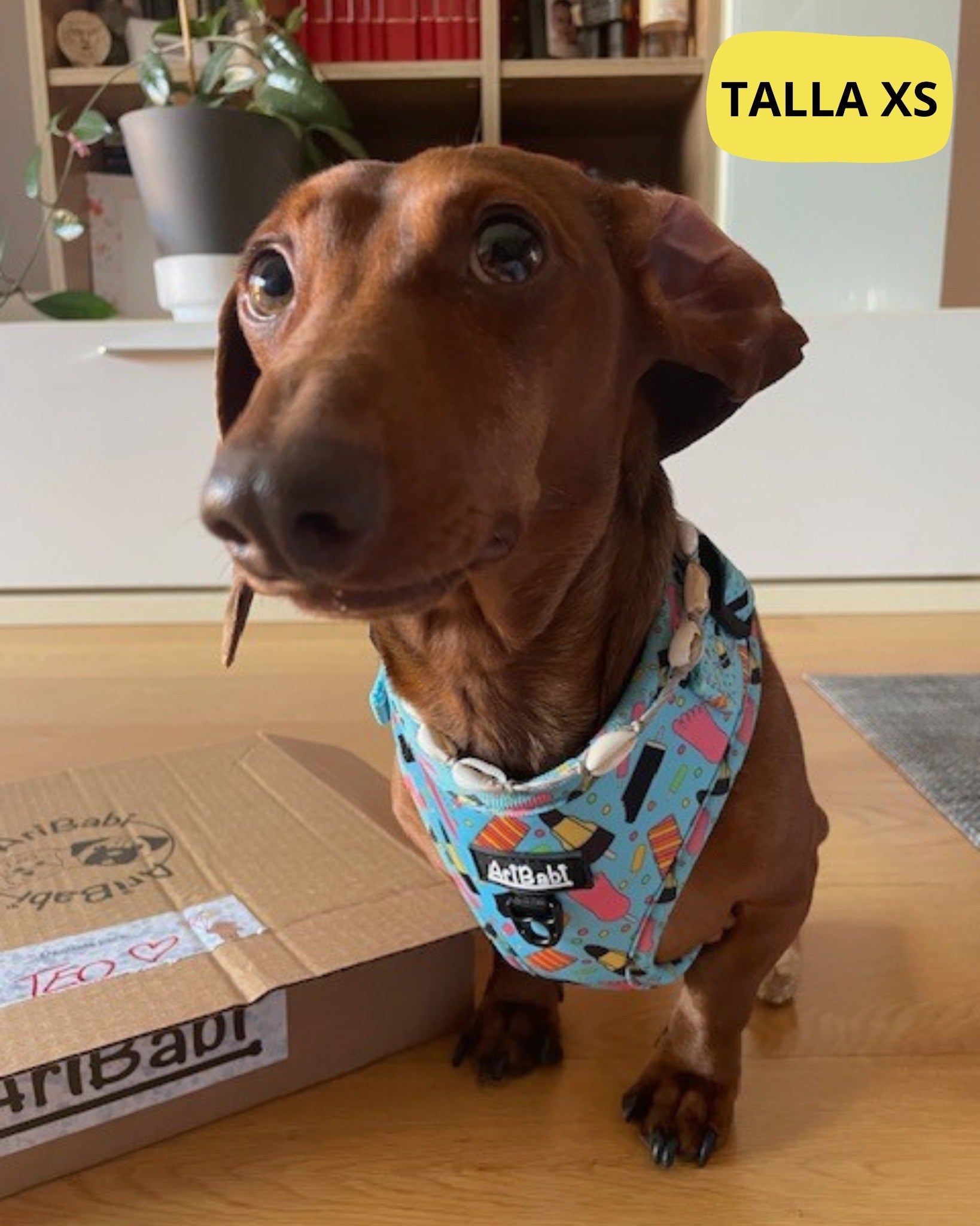 Arnes para perro pequeño Teckel Verano
