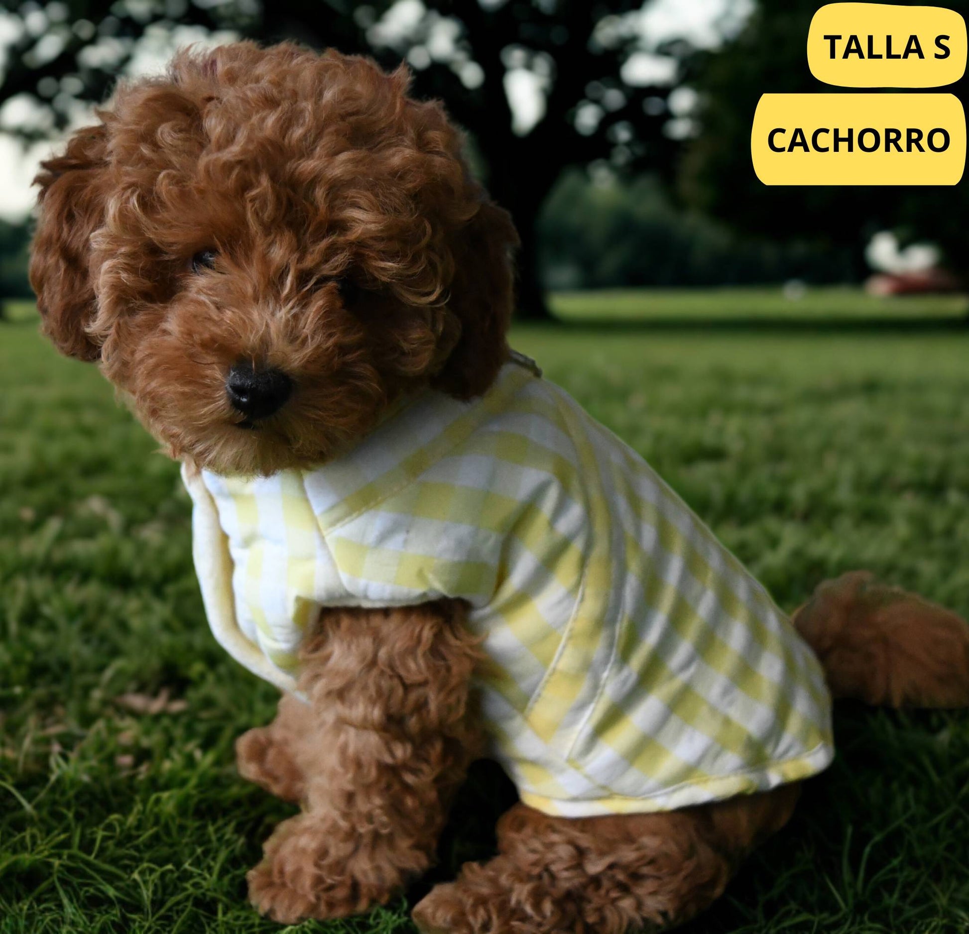 Abrigo vichy amarrillo para perro de la marca Aribabi colocado en perro pequeño, cachorro de caniche.