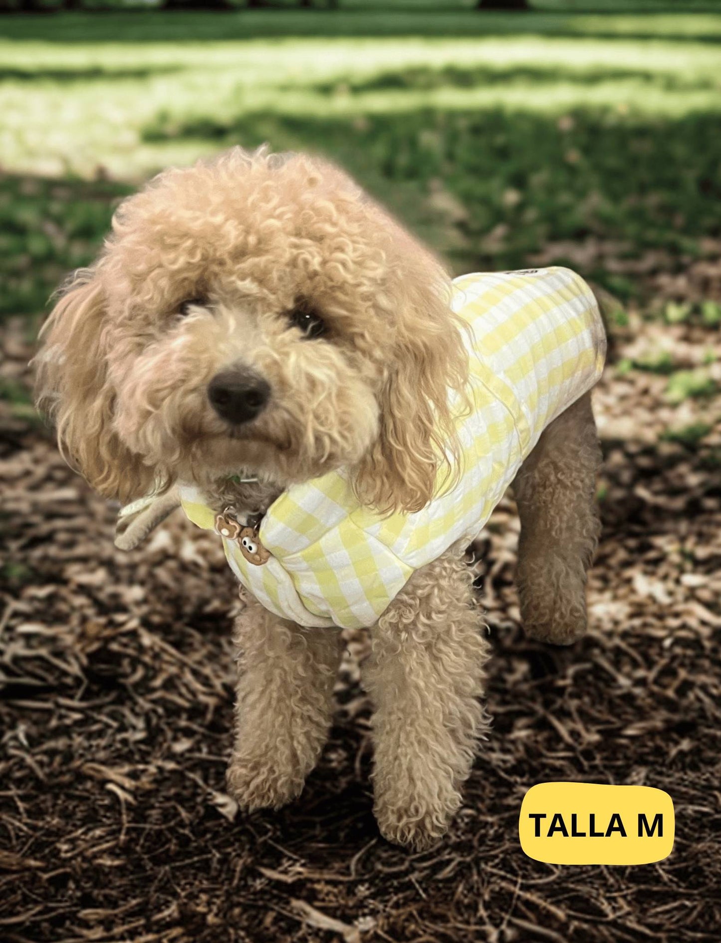 Abrigo vichy amarillo para perro de la marca Aribabi colocado en perro pequeno.