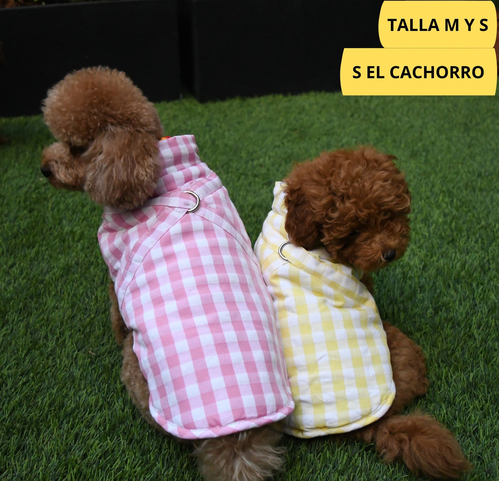 Abrigo vichy rosa y amarrillo para perro de la marca Aribabi colocado en perro pequeño, caniche.