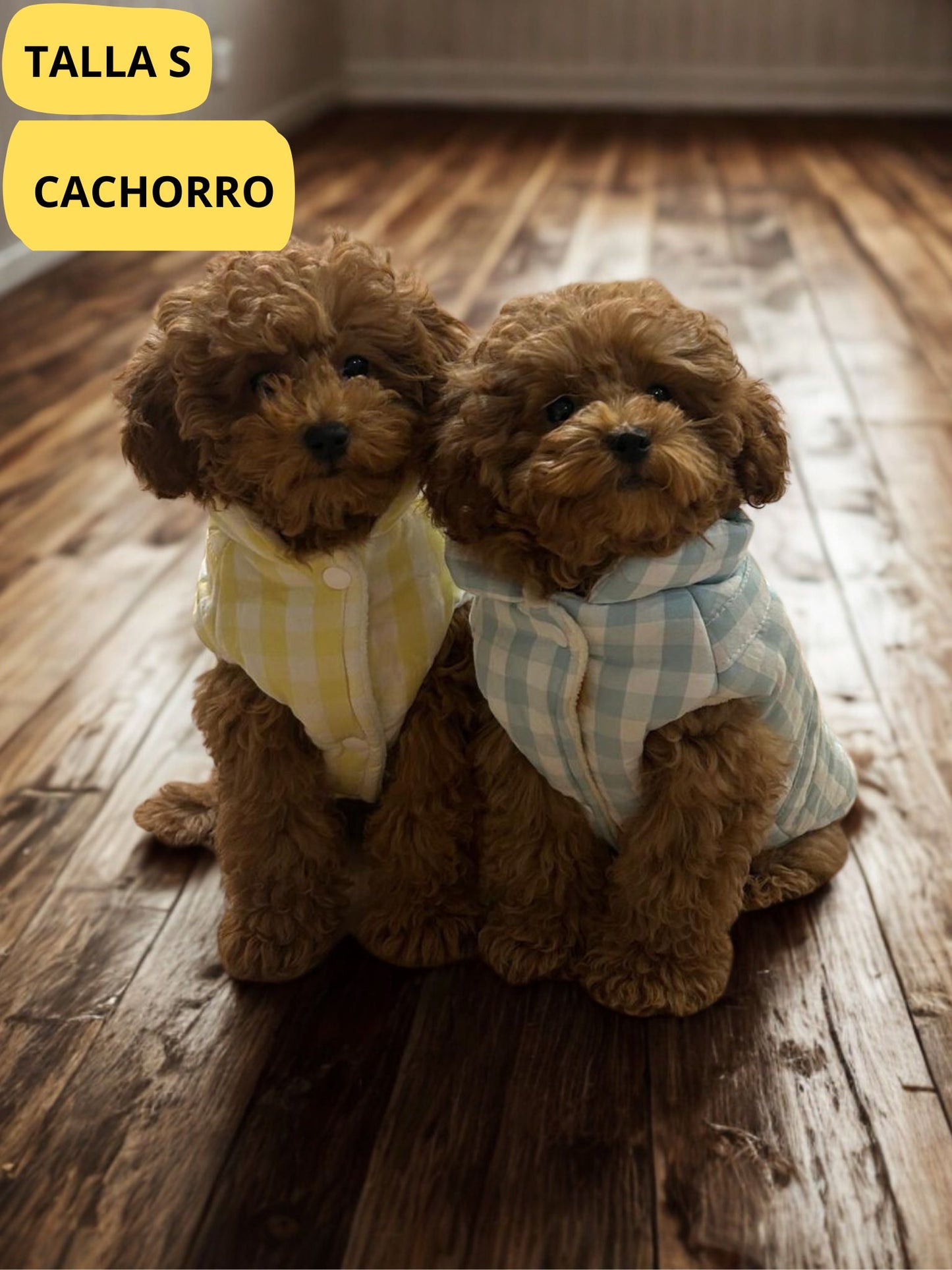 Abrigo vichy azul y amarrillo para perro de la marca Aribabi colocado en perro pequeño, cachorro.