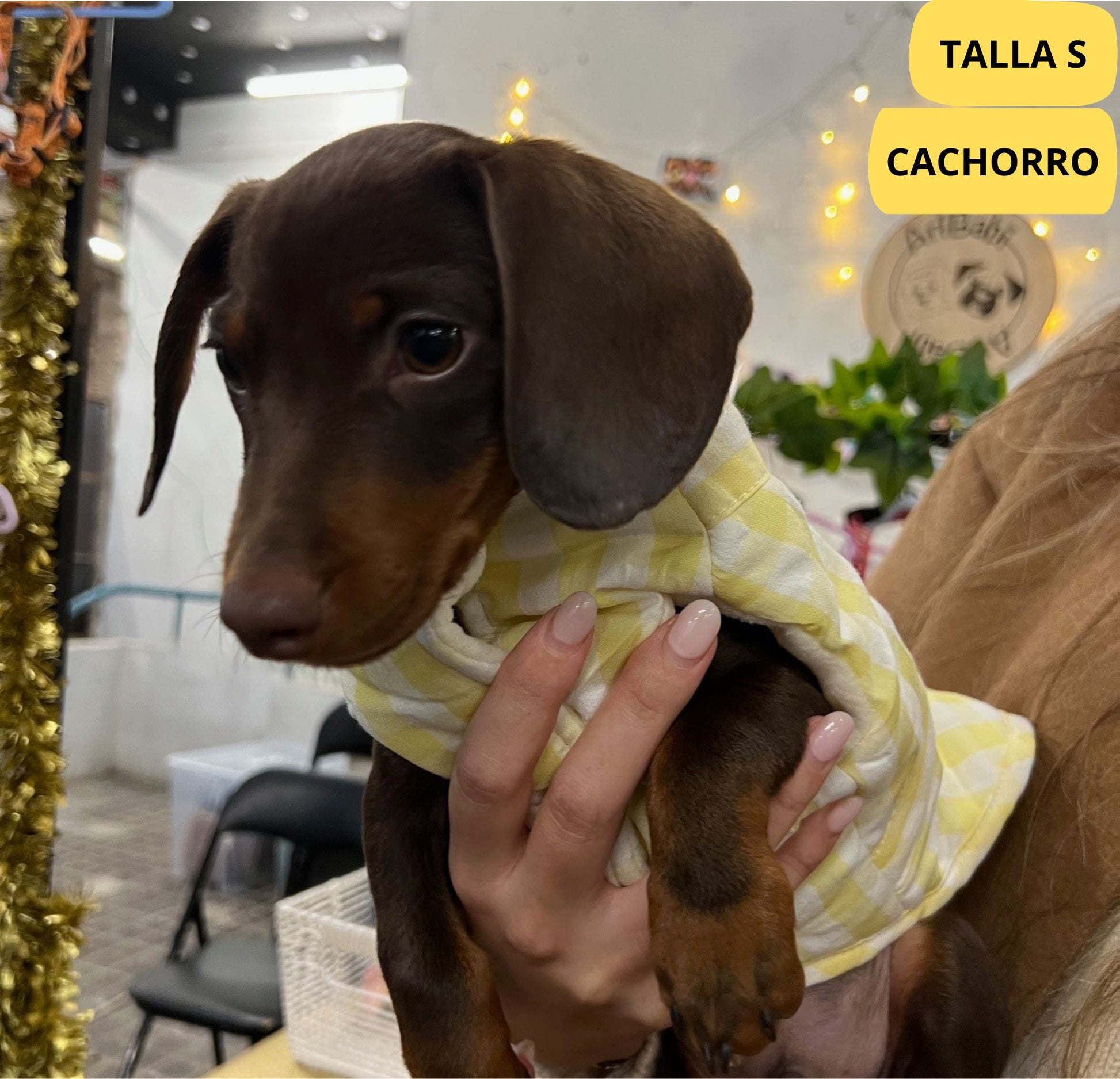 Abrigo vichy amarrillo para perro de la marca Aribabi colocado en perro salchicha pequeño, teckel.