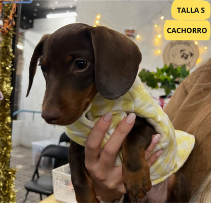 Abrigo vichy amarrillo para perro de la marca Aribabi colocado en perro salchicha pequeño, teckel.