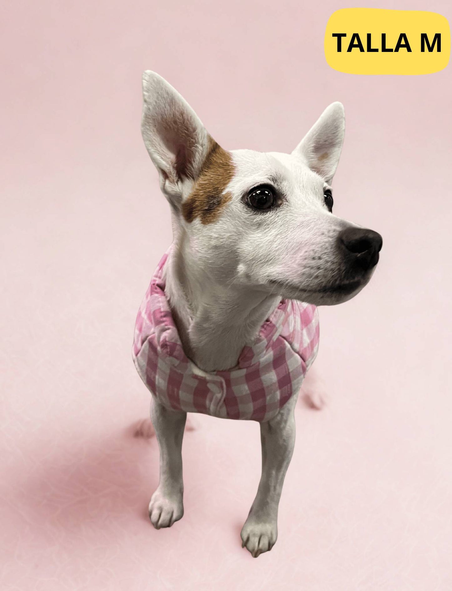 Abrigo vichy rosa para perro de la marca Aribabi colocado en perro pequeno.