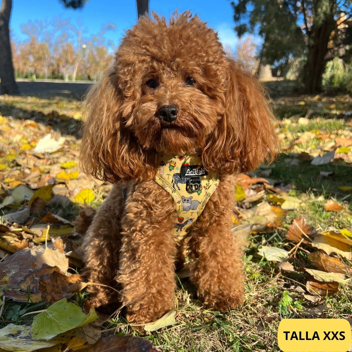 Arnés ajustable amarillo para perro con dibujos de animales de la colección Kenia colocado en perro caniche.