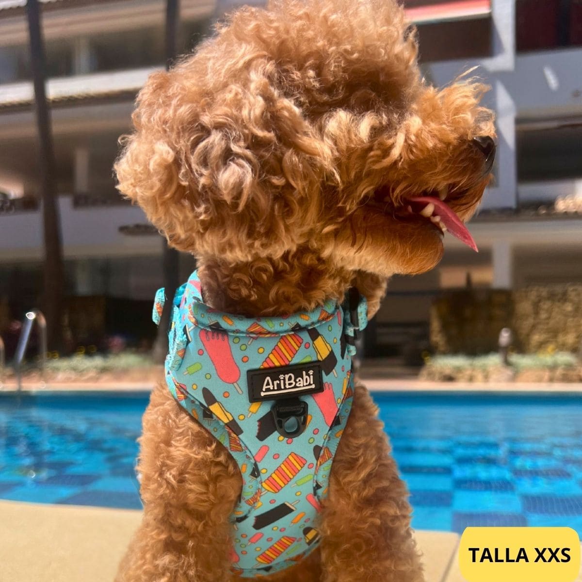 Arnés ajustable azul con dibujos de helados de la colección Frigopata colocado en perro caniche ideal para verano.