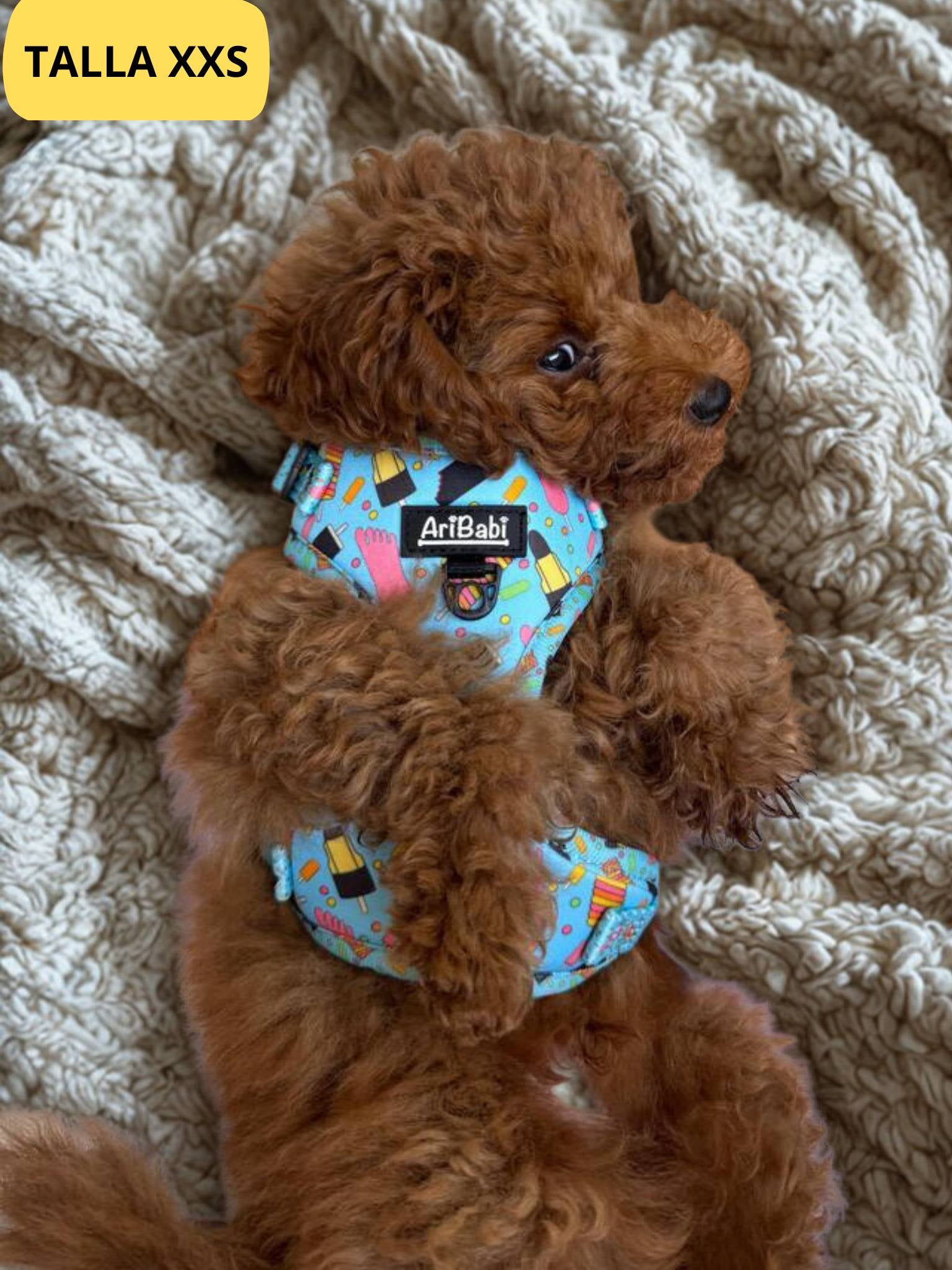 Arnés ajustable azul con dibujos de helados de la colección Frigopata colocado en perro pequeño caniche ideal para verano.