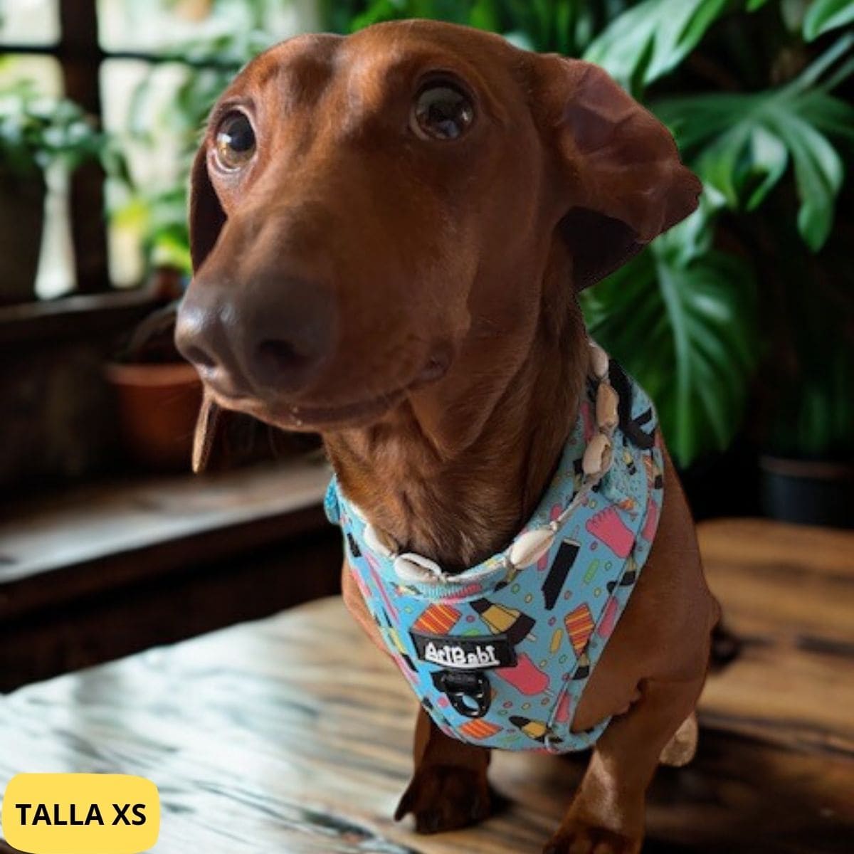 Arnés ajustable azul con dibujos de helados de la colección Frigopata colocado en perro pequeño Teckel ideal para verano.