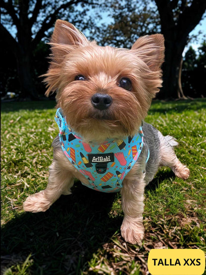 Arnés ajustable azul con dibujos de helados de la colección Frigopata colocado en perro pequeño yorkshire ideal para verano.