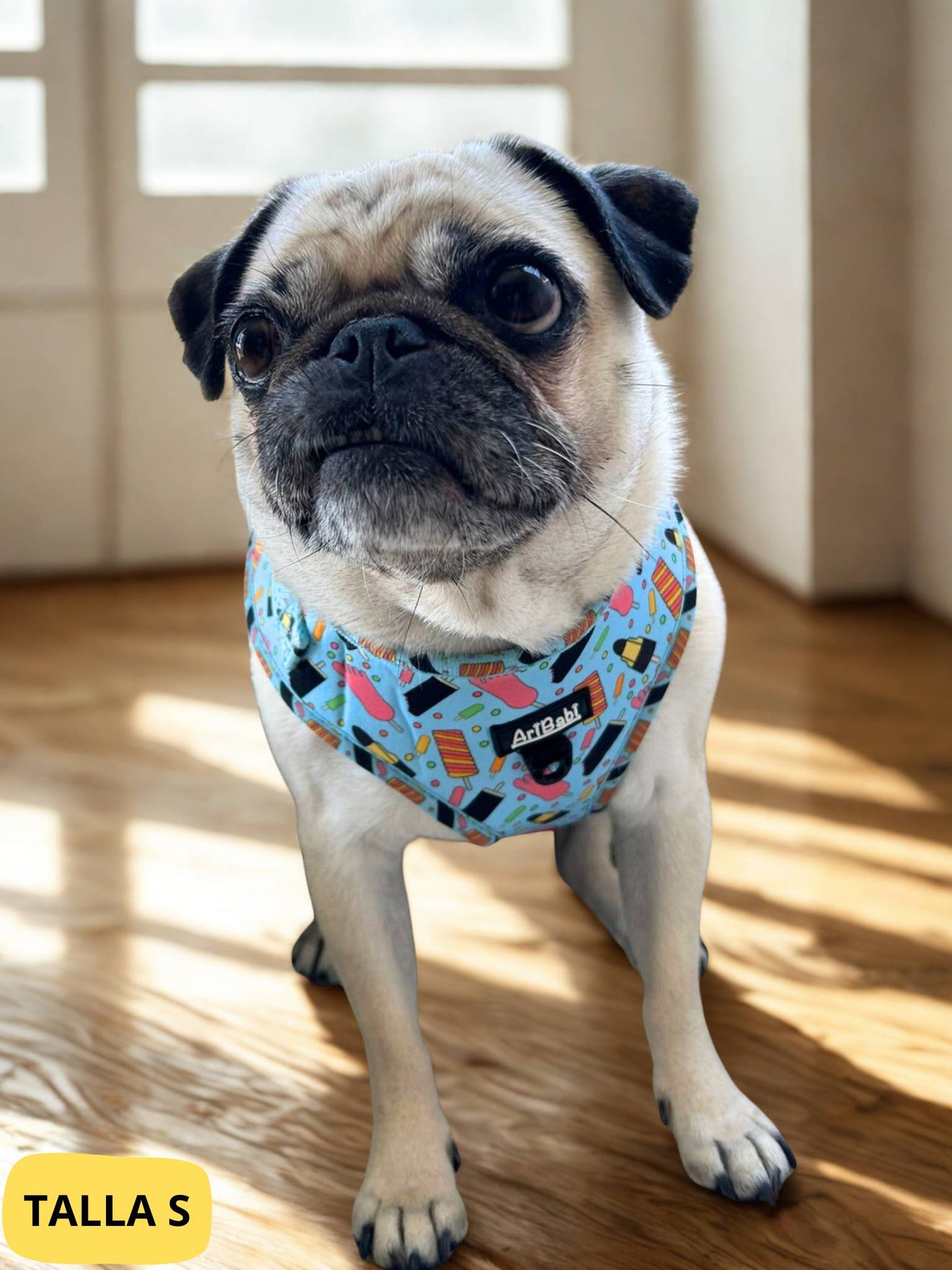 Arnés ajustable azul con dibujos de helados de la colección Frigopata colocado en perro mediano pug ideal para verano.