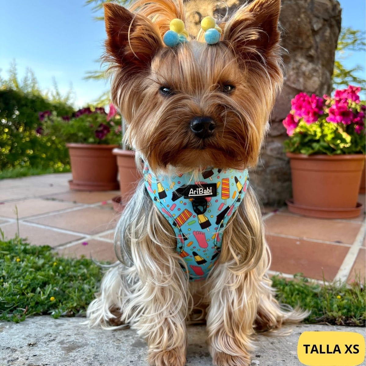 Arnés ajustable azul con dibujos de helados de la colección Frigopata colocado en perro pequeño yorkshire ideal para verano.