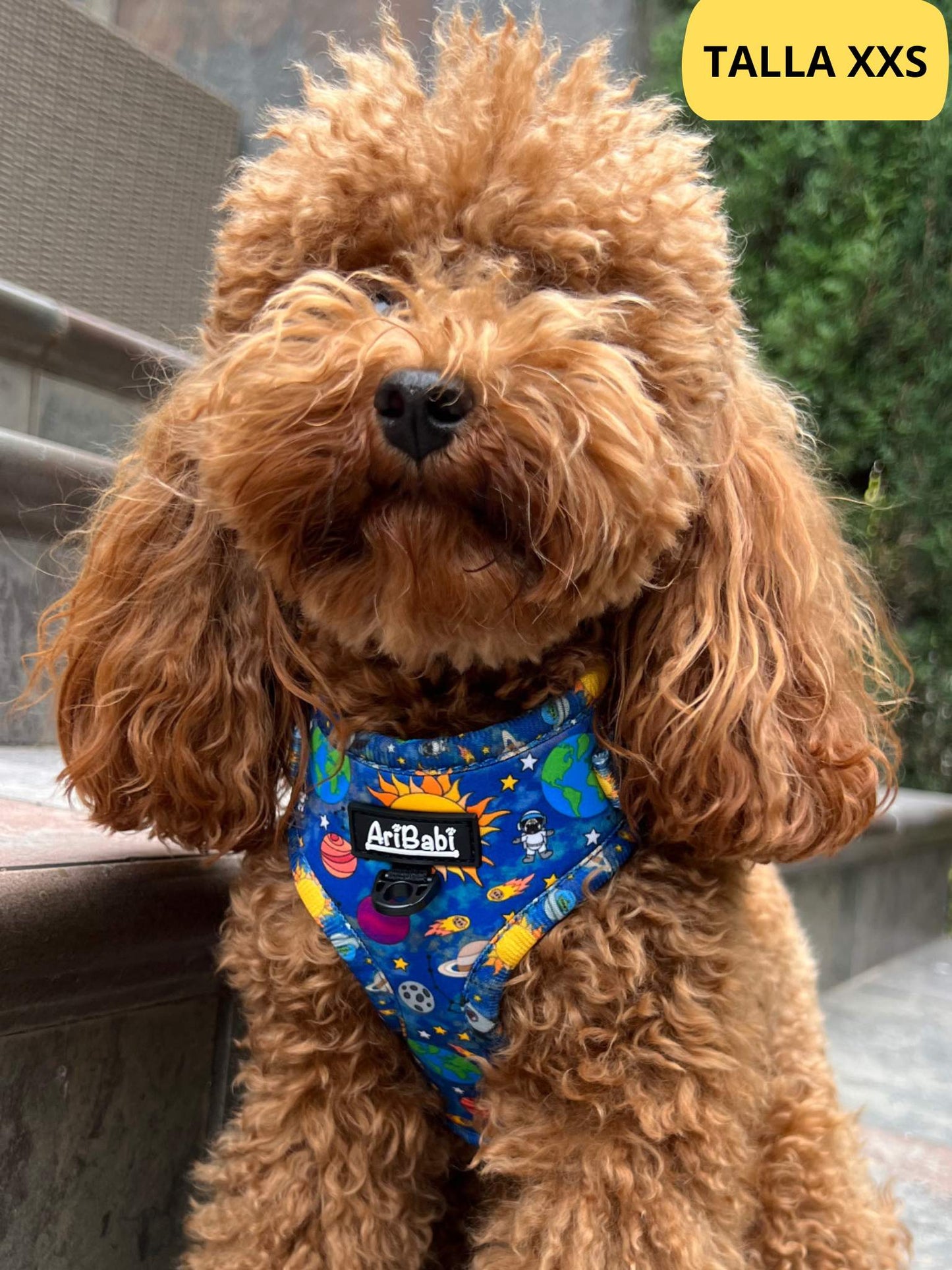 Arnés ajustable azul con dibujos de planetas de la colección Laika colocado en perro pequeño caniche.