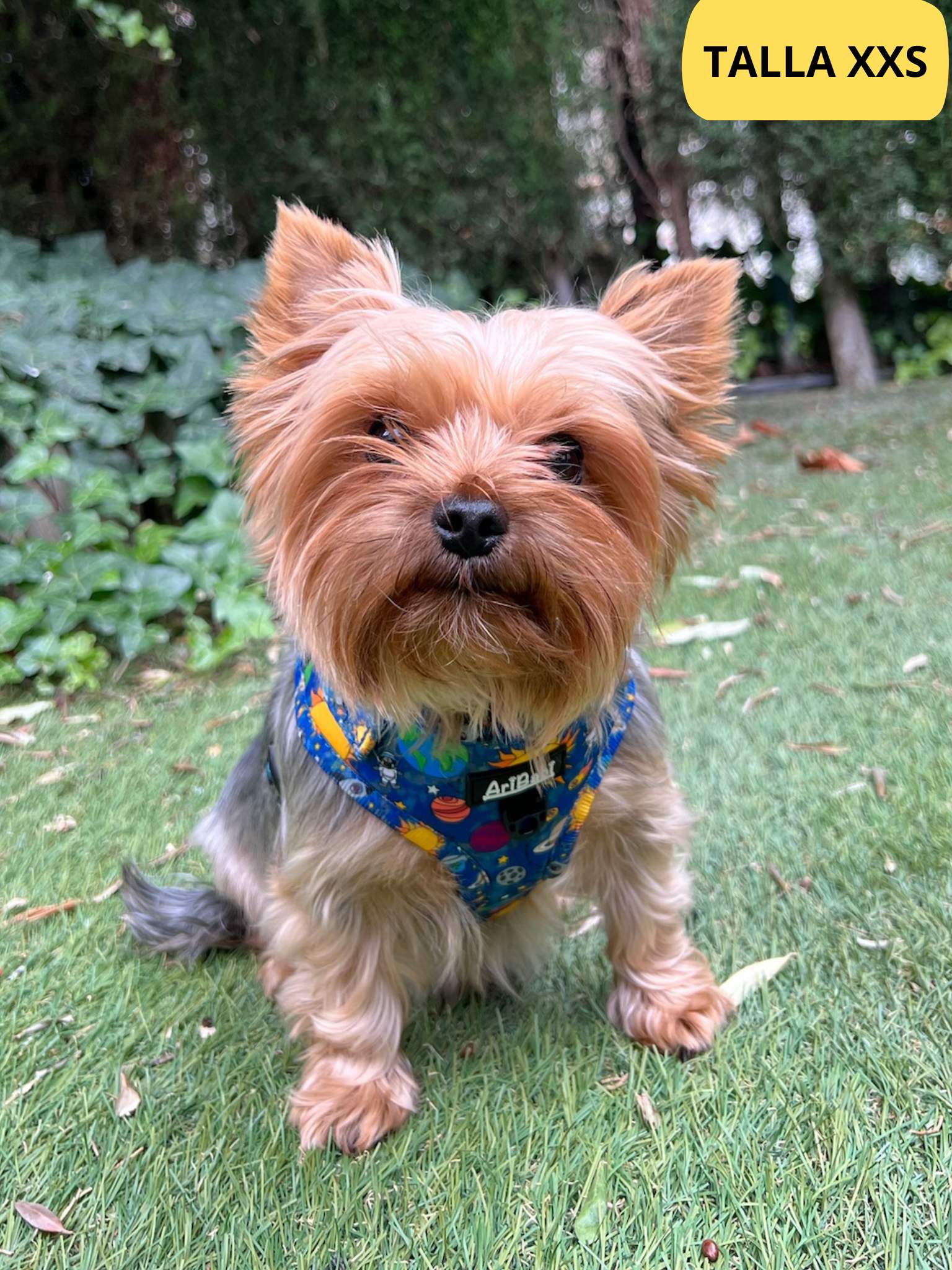 Arnés ajustable azul con dibujos de planetas de la colección Laika colocado en perro pequeño yorkshire.