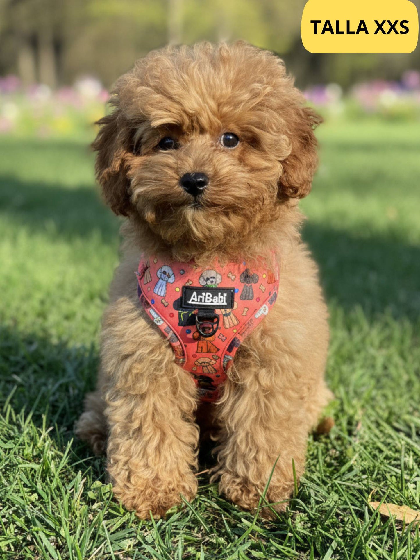 Arnés ajustable coral con dibujos de caniches de la colección Caniche colocado en perro caniche cachorro.