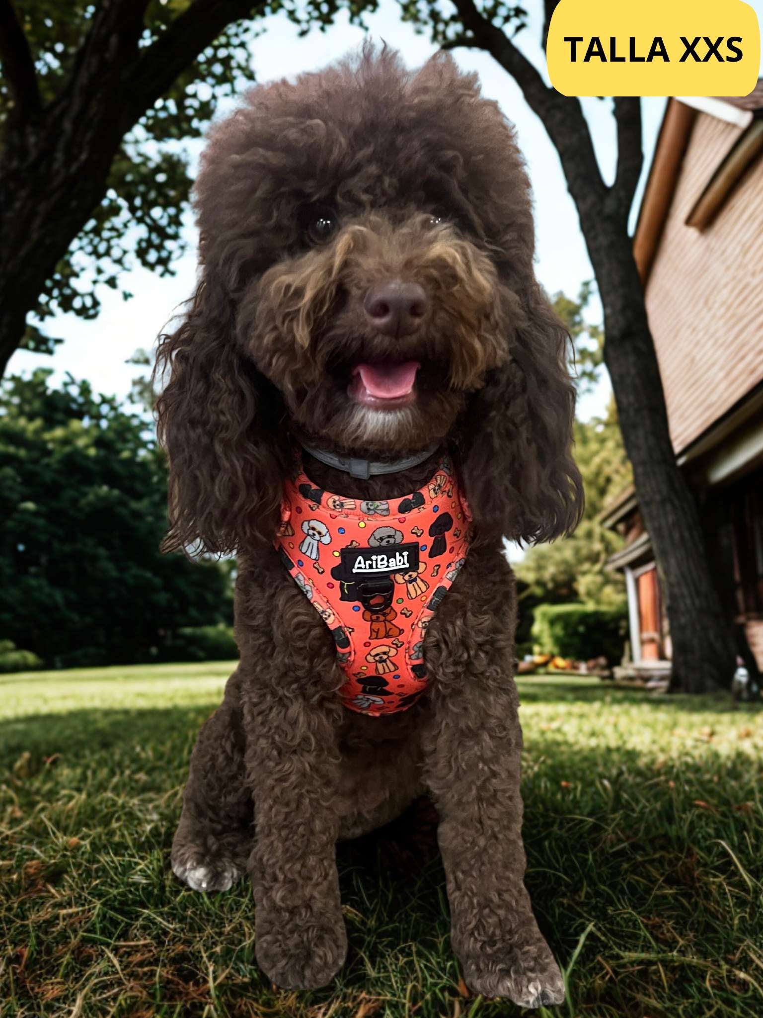 Arnés ajustable coral con dibujos de caniches de la colección Caniche colocado en perro caniche marrón.