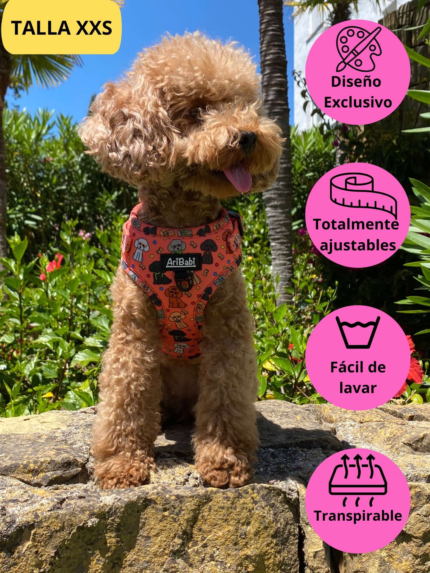 Arnés ajustable coral con dibujos de caniches de la colección Caniche colocado en perro pequeño caniche.