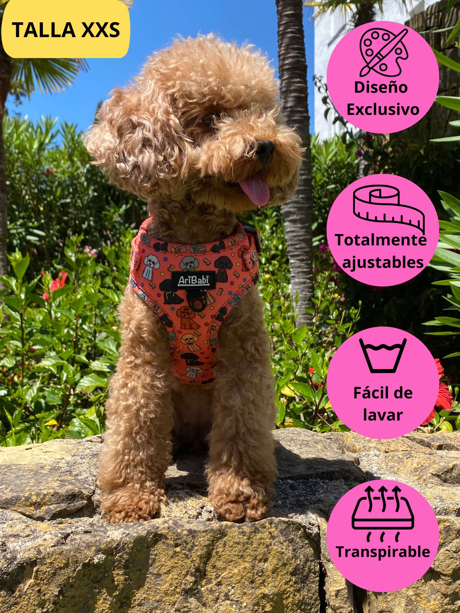 Arnés ajustable coral con dibujos de caniches de la colección Caniche colocado en perro pequeño caniche.