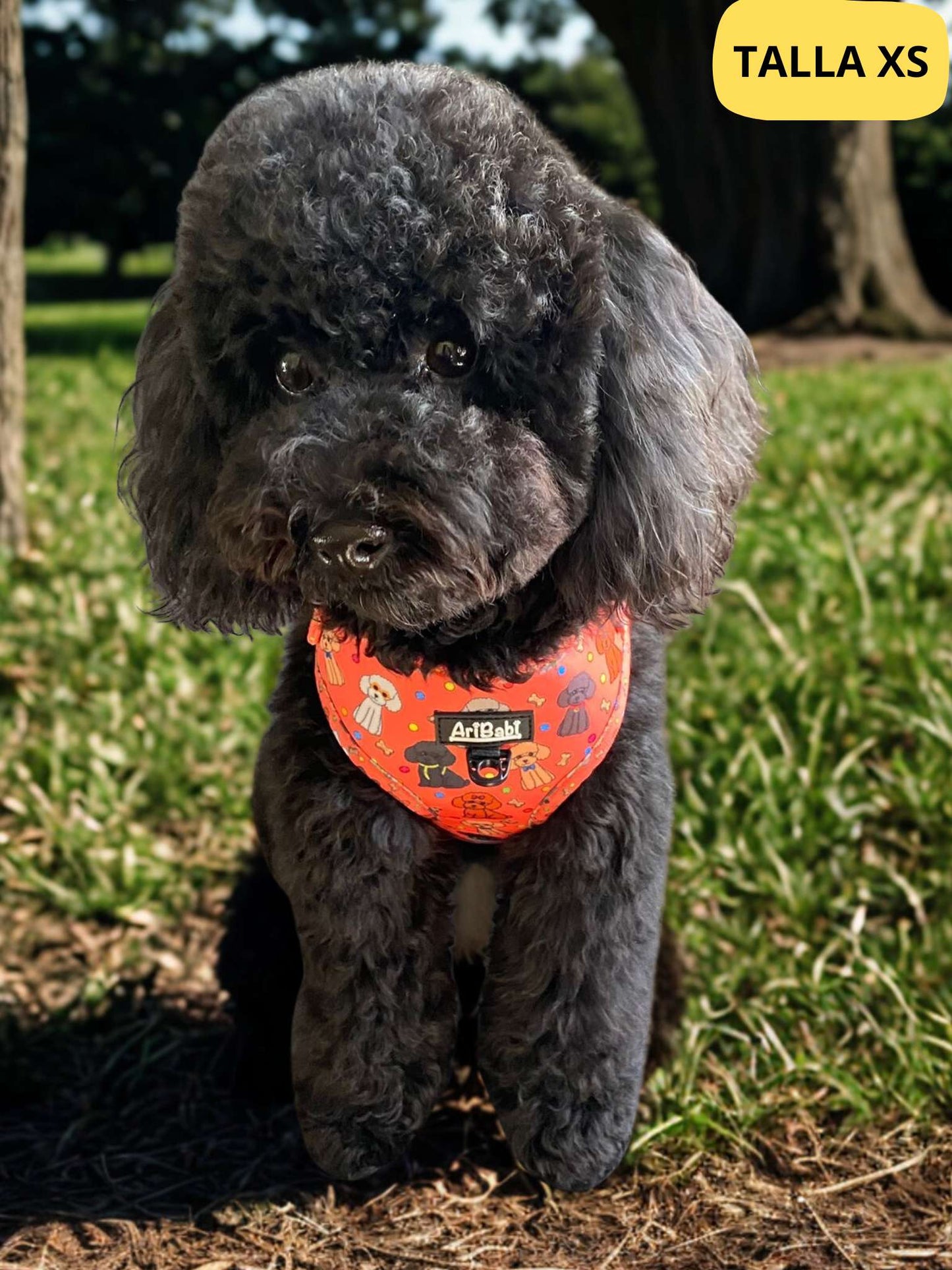 Arnés ajustable coral con dibujos de caniches de la colección Caniche colocado en perro.