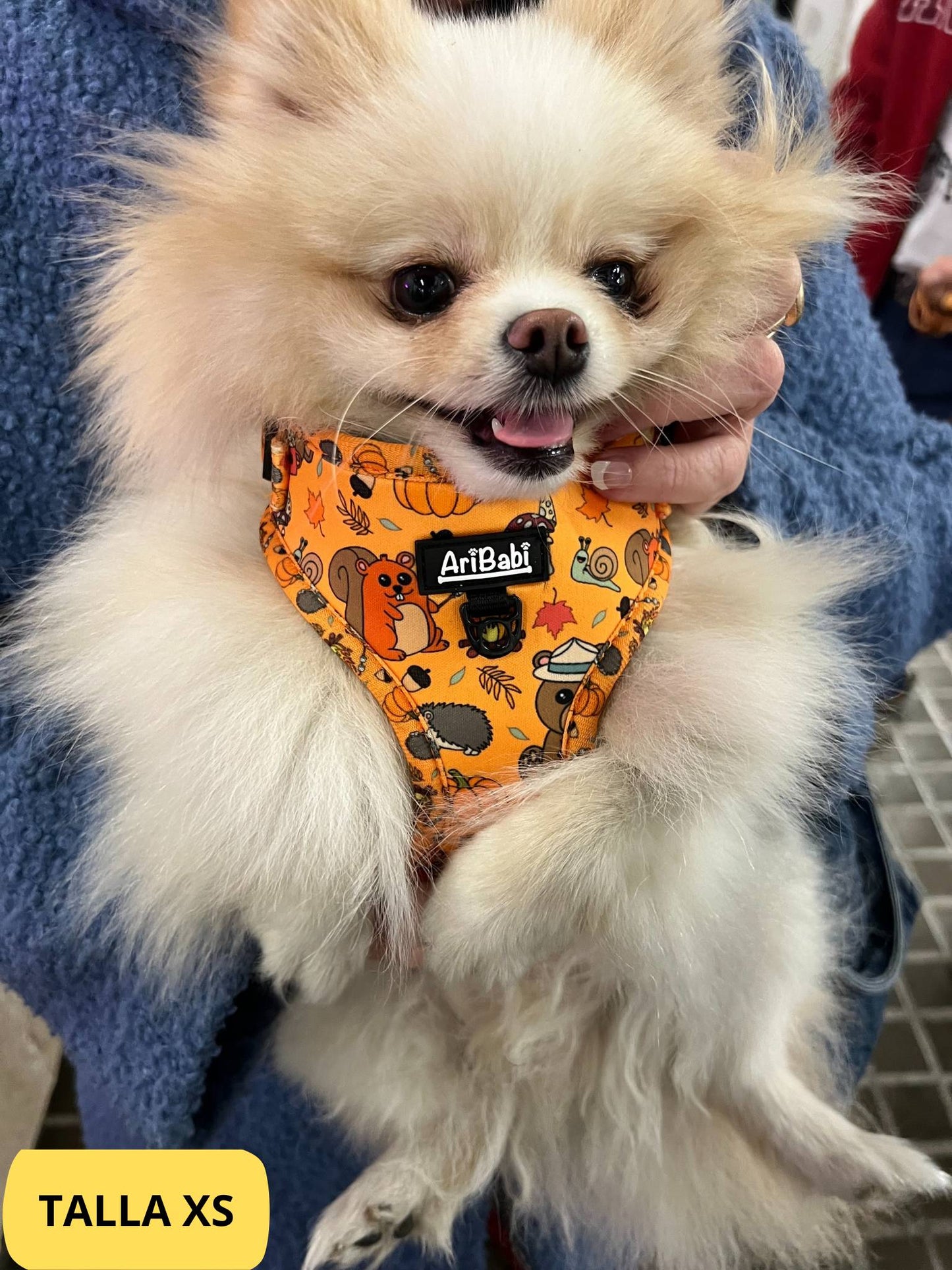 Arnés ajustable naranja con dibujos de animales de la colección Yosemite colocado en perro pequeño pomeranian.