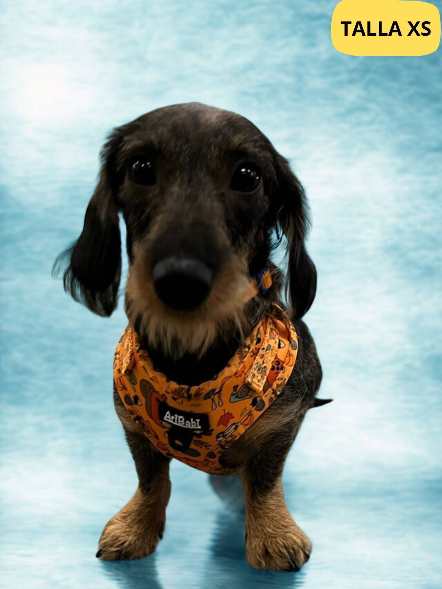 Arnés ajustable naranja con dibujos de animales de la colección Yosemite colocado en perro pequeño teckel.