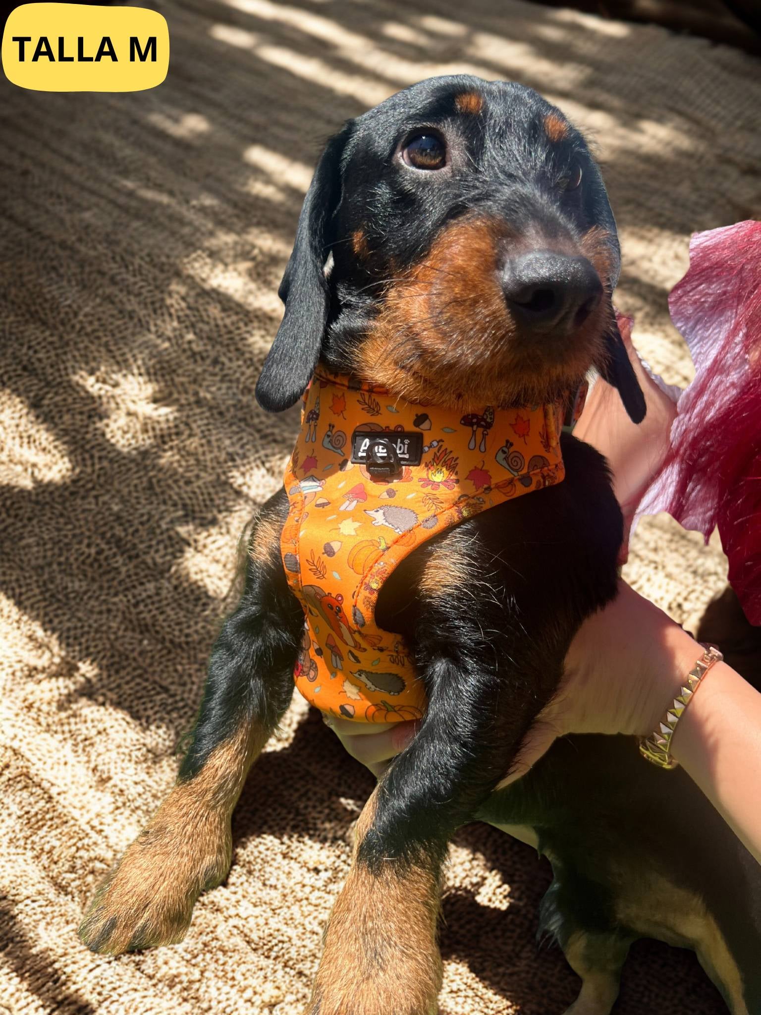 Arnés ajustable naranja con dibujos de animales de la colección Yosemite colocado en teckel.