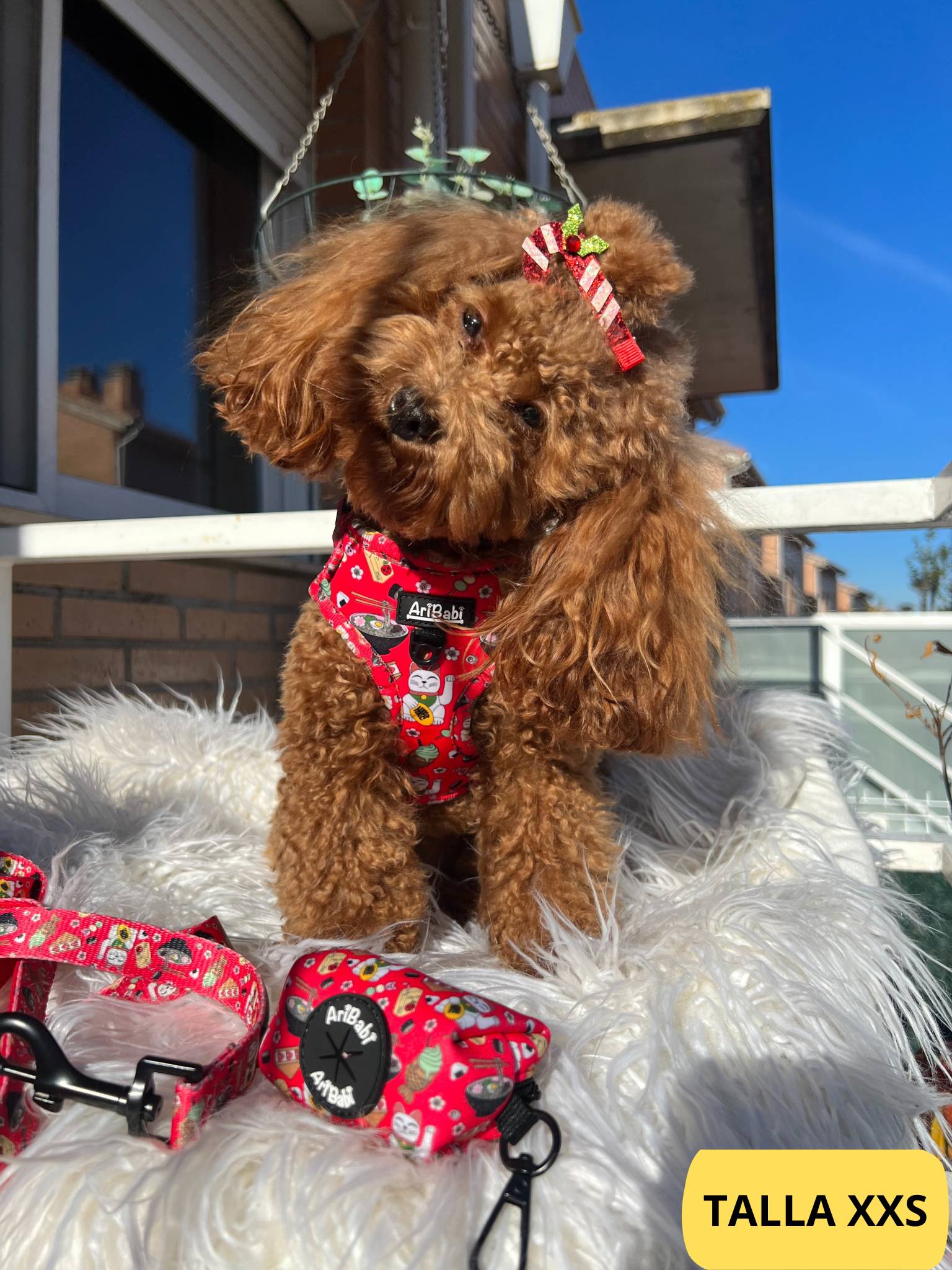 Arnés ajustable rojo con correa y portabolsas a juego con dibujos de sushi de la colección Tokio colocado en perro caniche.