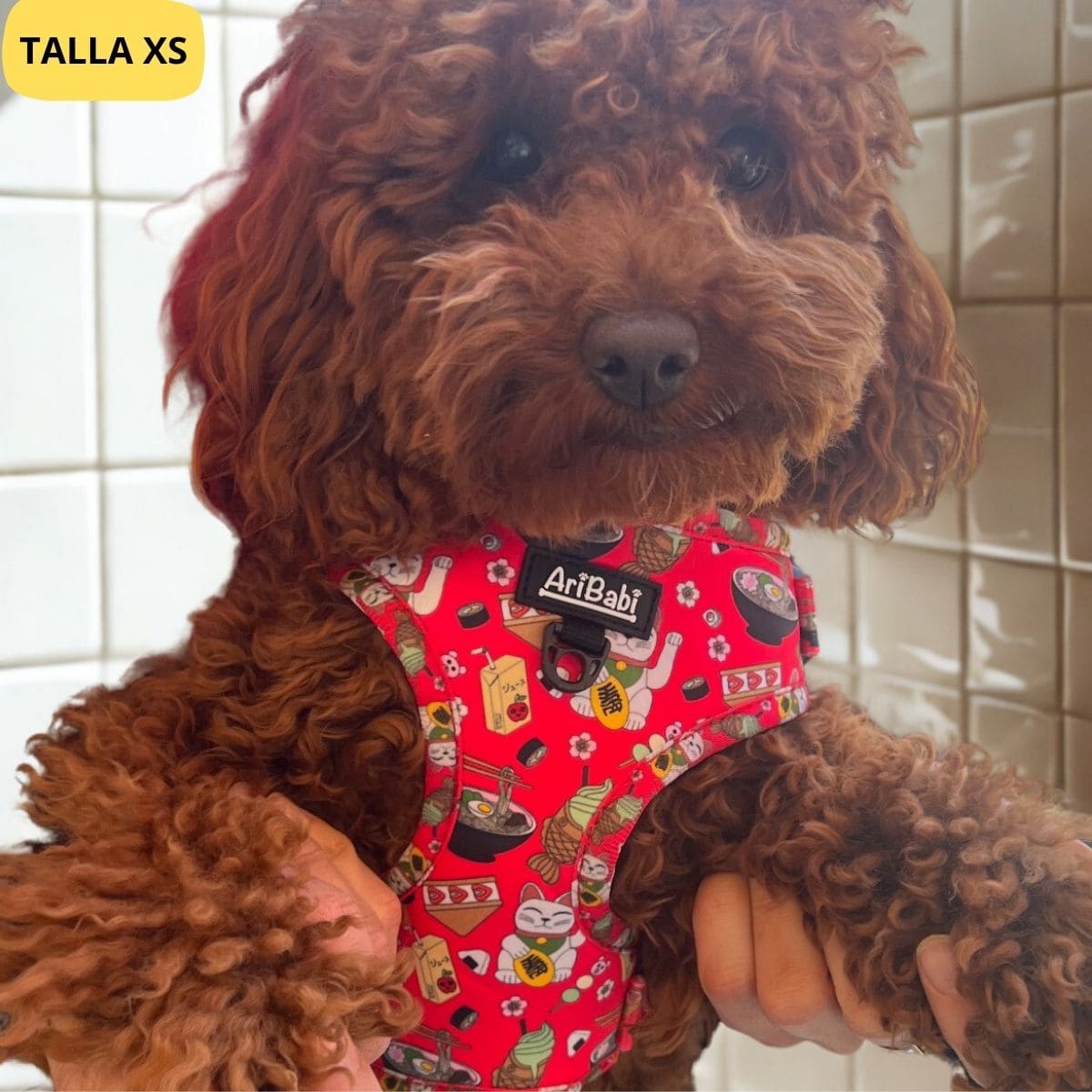 Arnés ajustable rojo con dibujos de sushi de la colección Tokio colocado en perro caniche.