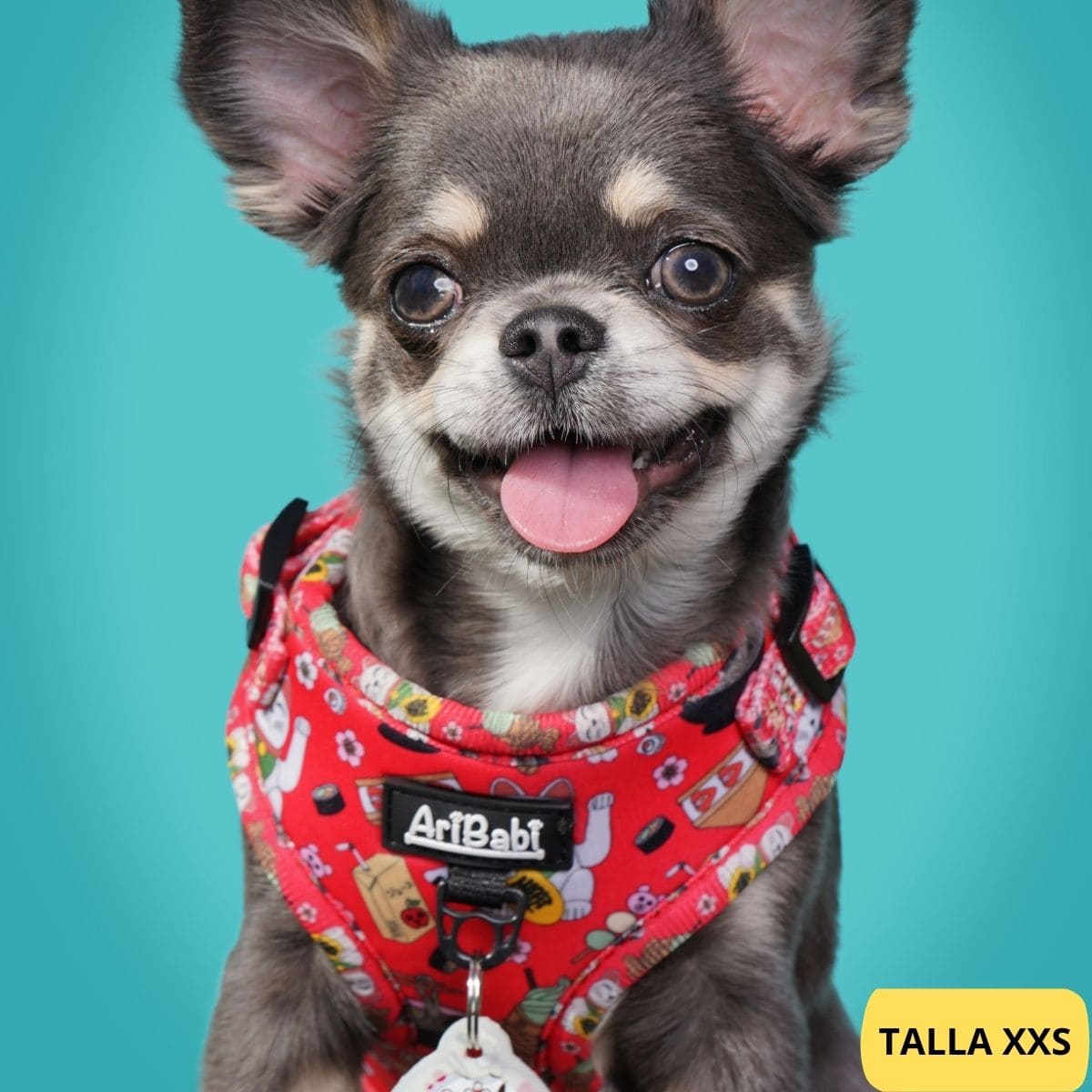 Arnés ajustable rojo con dibujos de sushi de la colección Tokio colocado en perro pequeño chihuahua.