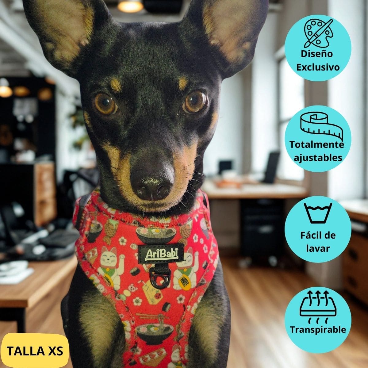 Arnés ajustable rojo con dibujos de sushi de la colección Tokio colocado en perro pequeño pincher.