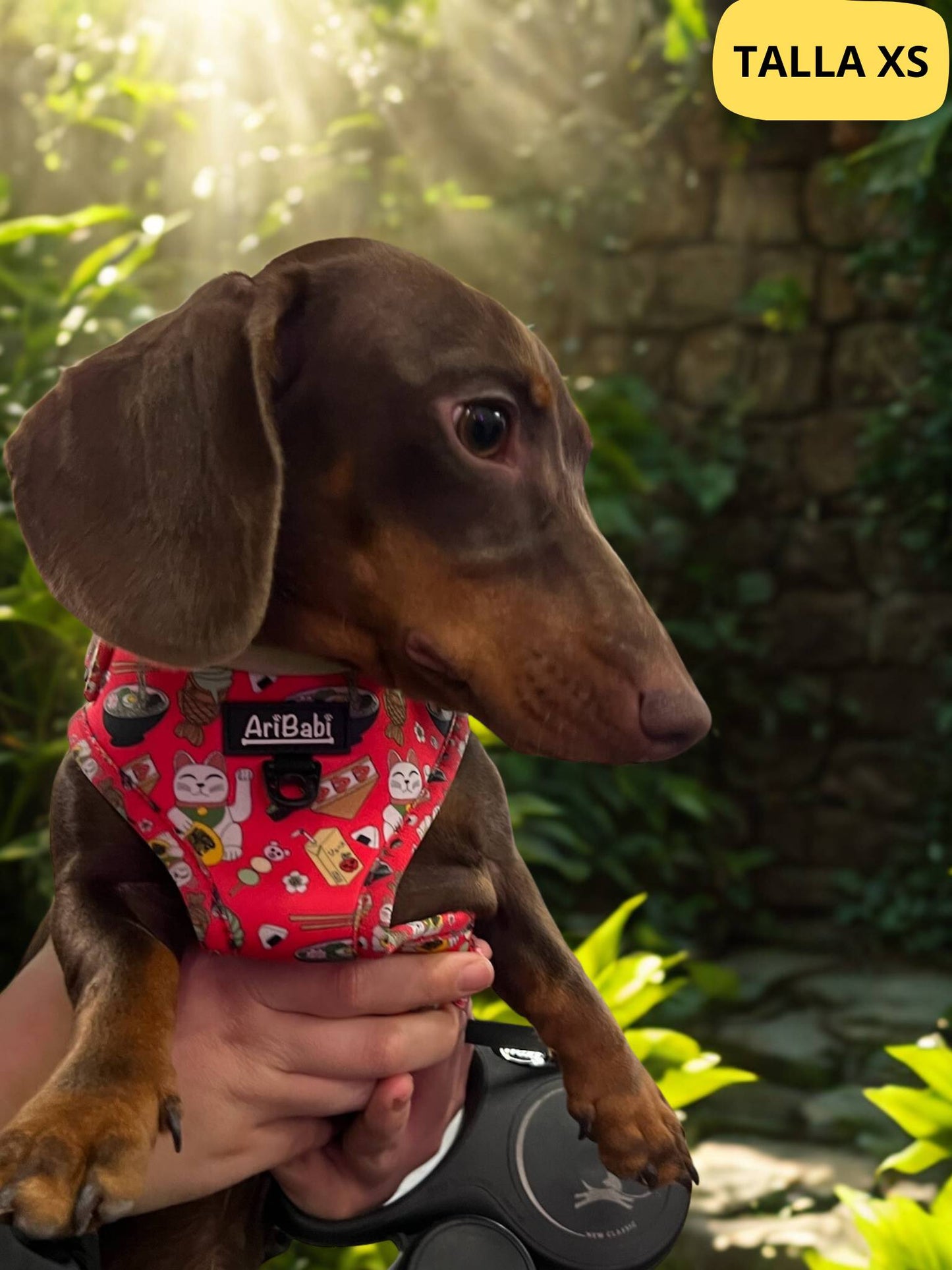 Arnés ajustable rojo con dibujos de sushi de la colección Tokio colocado en perro pequeño teckel.
