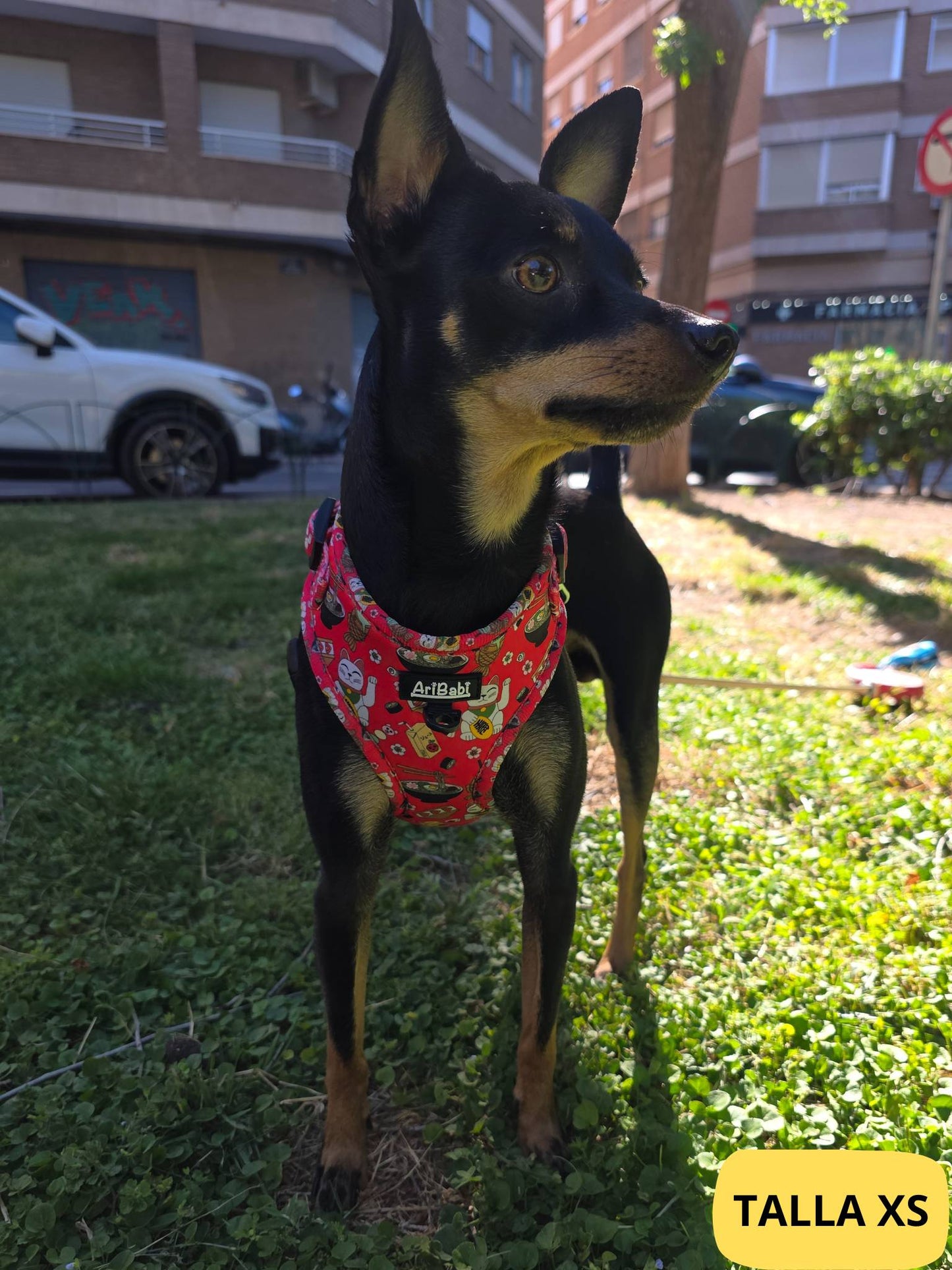 Arnés ajustable rojo con dibujos de sushi de la colección Tokio colocado en perro pincher.