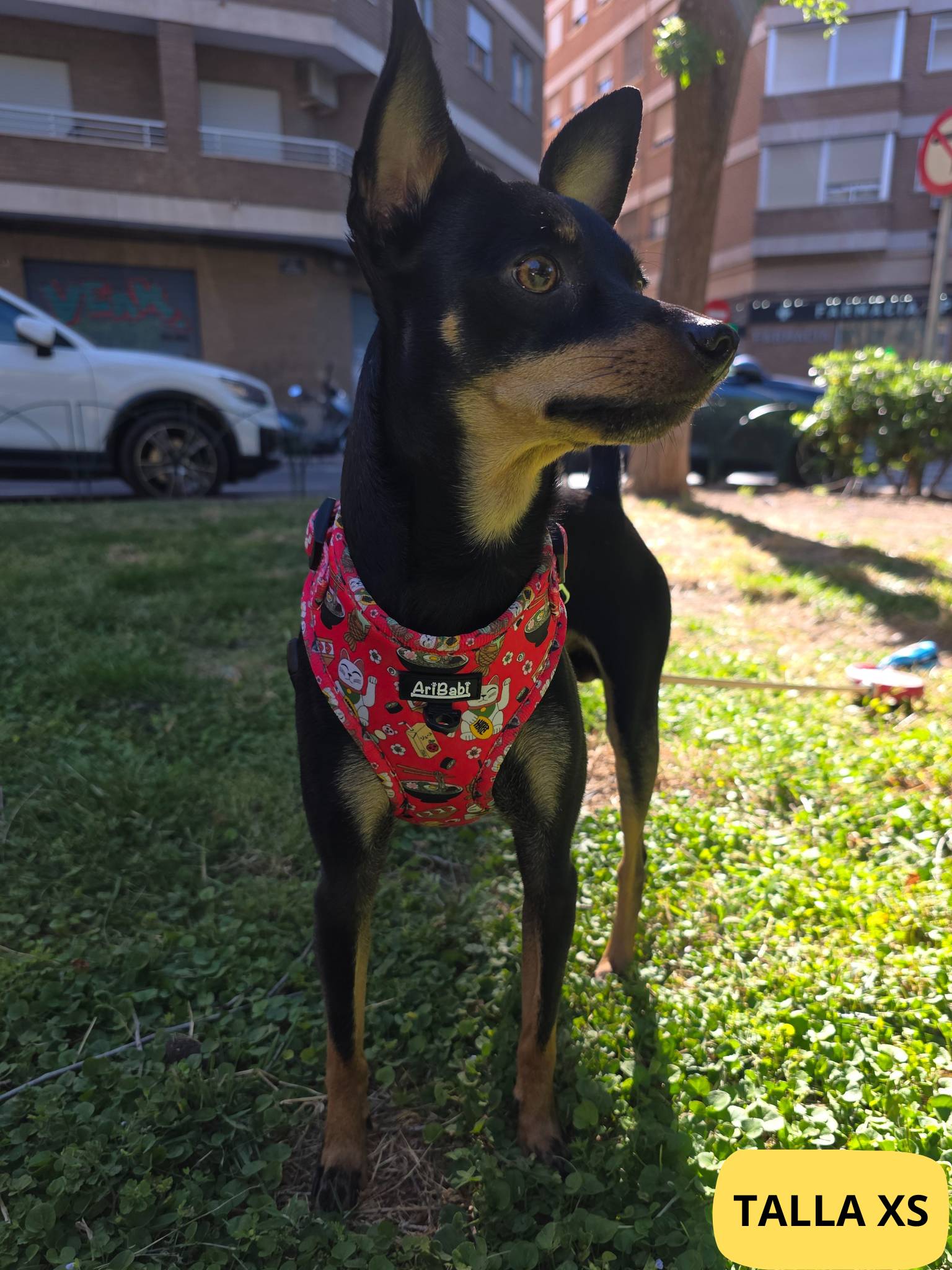 Arnés ajustable rojo con dibujos de sushi de la colección Tokio colocado en perro pincher.