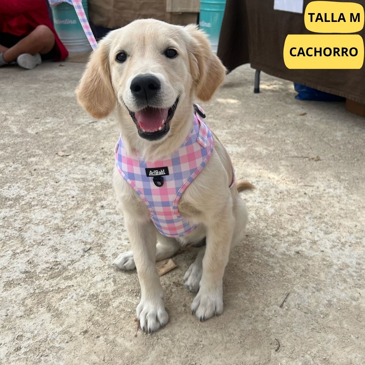 Arnés ajustable rosa con dibujos de cuadros de la colección Vichy colocado en labrador.