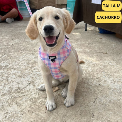 Arnés ajustable rosa con dibujos de cuadros de la colección Vichy colocado en labrador.