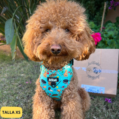 Arnés ajustable verde con dibujos de galletas de la colección Cookies colocado en caniche.