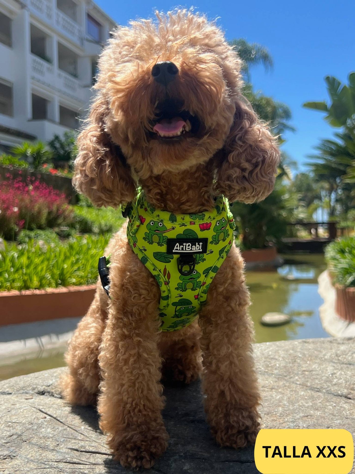 Arnés ajustable verde con dibujos de ranas de la colección Amazonas colocado en perro caniche.