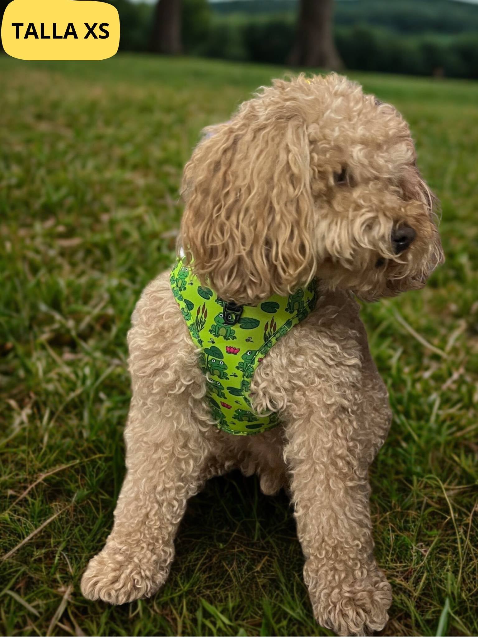 Arnés ajustable verde con dibujos de ranas de la colección Amazonas colocado en perro mediano caniche.