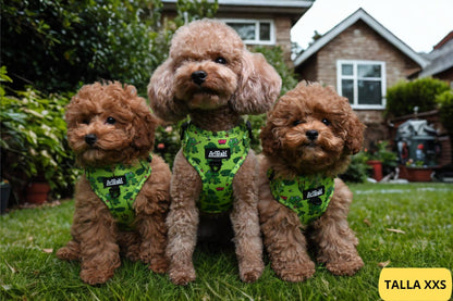 Arnés ajustable verde con dibujos de ranas de la colección Amazonas colocado en perros pequeños de raza caniche.