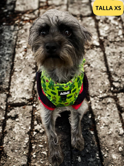 Arnés ajustable verde con dibujos de ranas de la colección Amazonas colocado en perro pequeño.