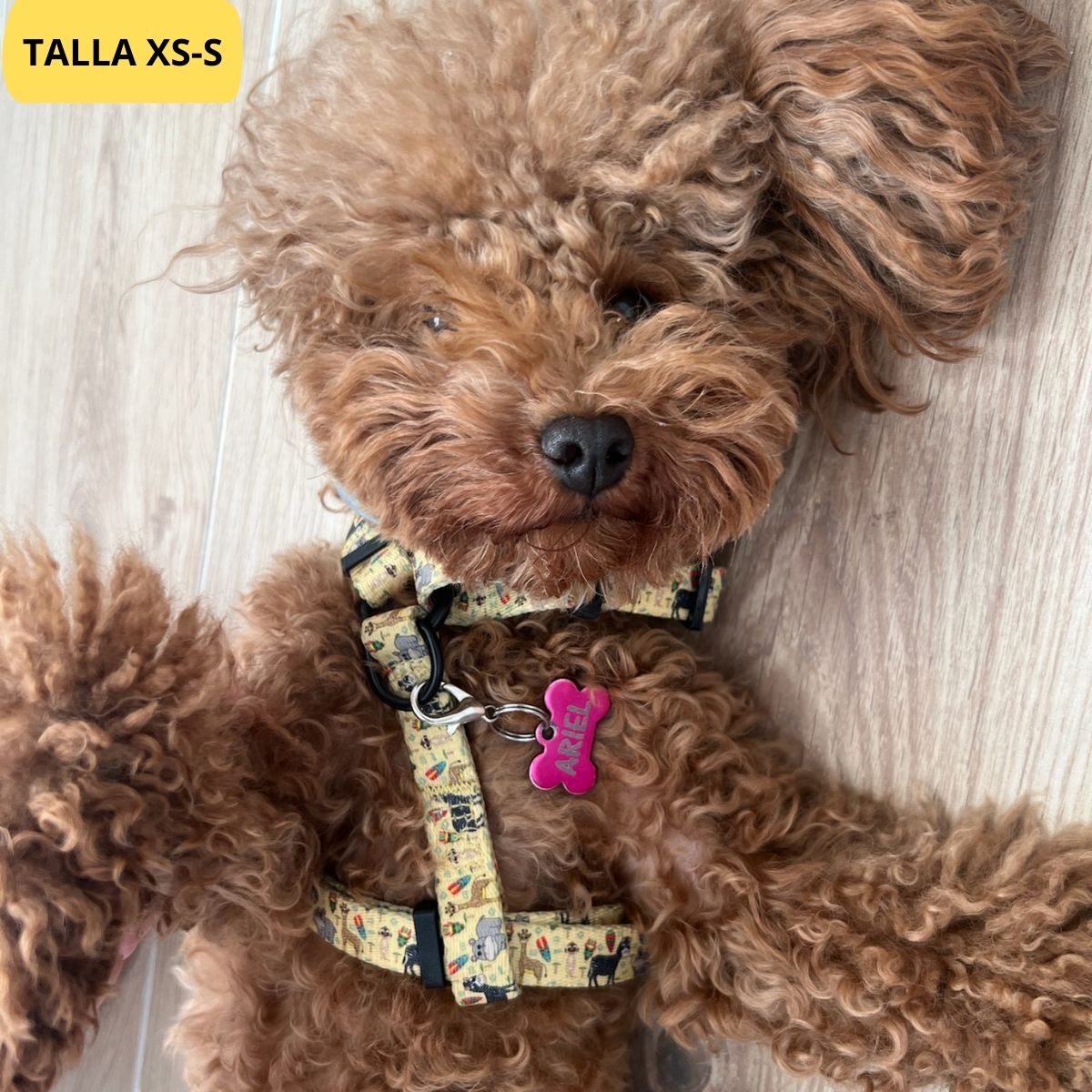 Arnés clásico ajustable amarillo con dibujos de animales de la colección Kenia colocado en perro pequeño caniche.