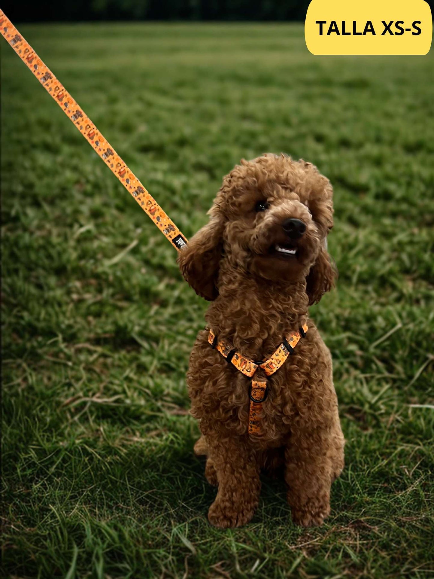 Arnés clásico ajustable naranja con correa a juego con dibujos de animales de la colección Yosemite colocado en caniche.
