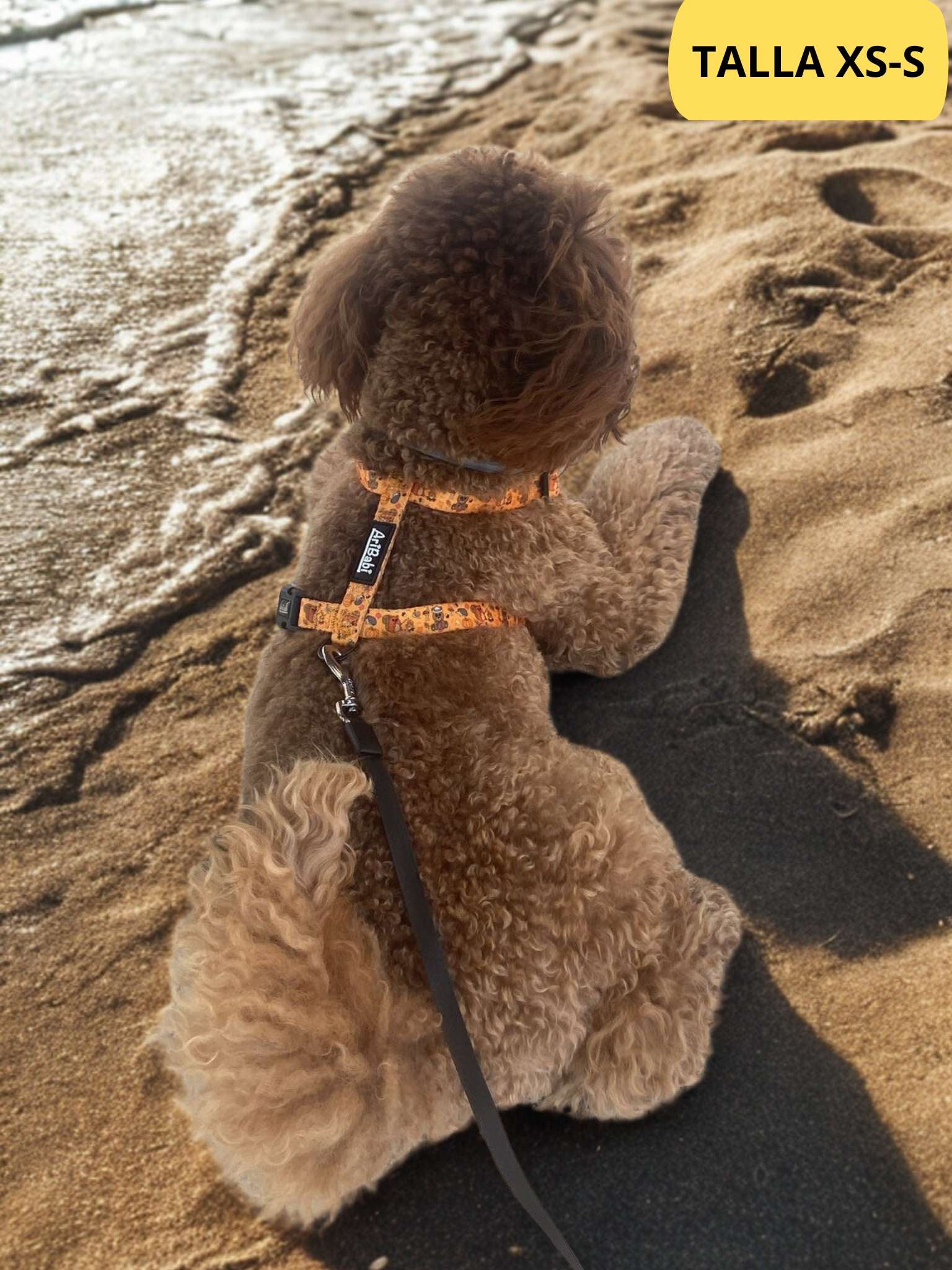 Arnés clásico ajustable naranja con dibujos de animales de la colección Yosemite colocado en perro pequeño caniche.