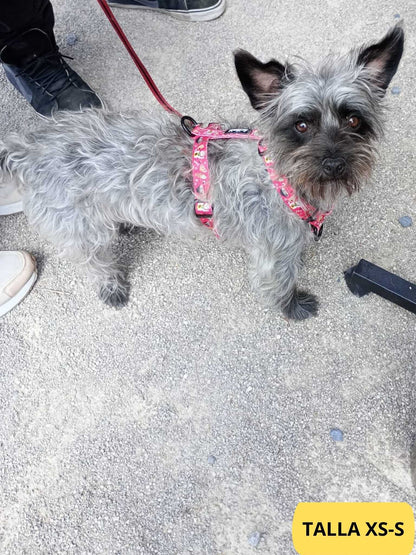 Arnés clásico ajustable rojo con dibujos de sushi de la colección Tokio colocado en perro pequeño.